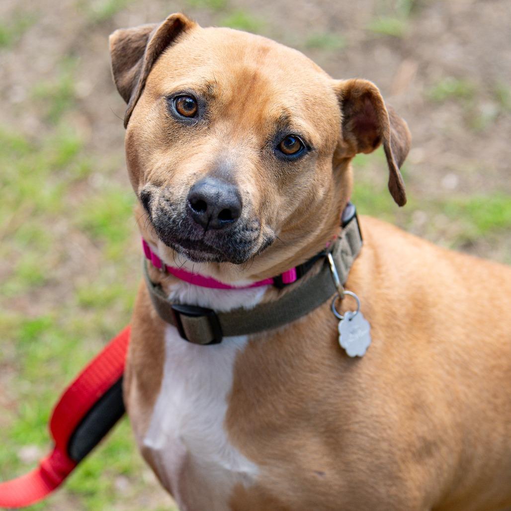 Honey, Adoptable, Adult Female Mixed Breed.