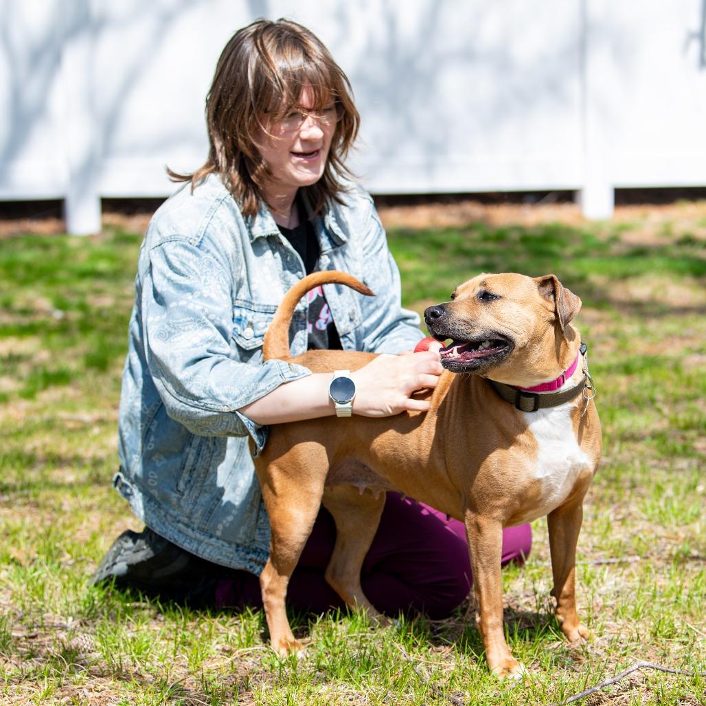 Enlarge Honey, a Adoptable Mixed Breed in Kennebunk, ME image 2/6