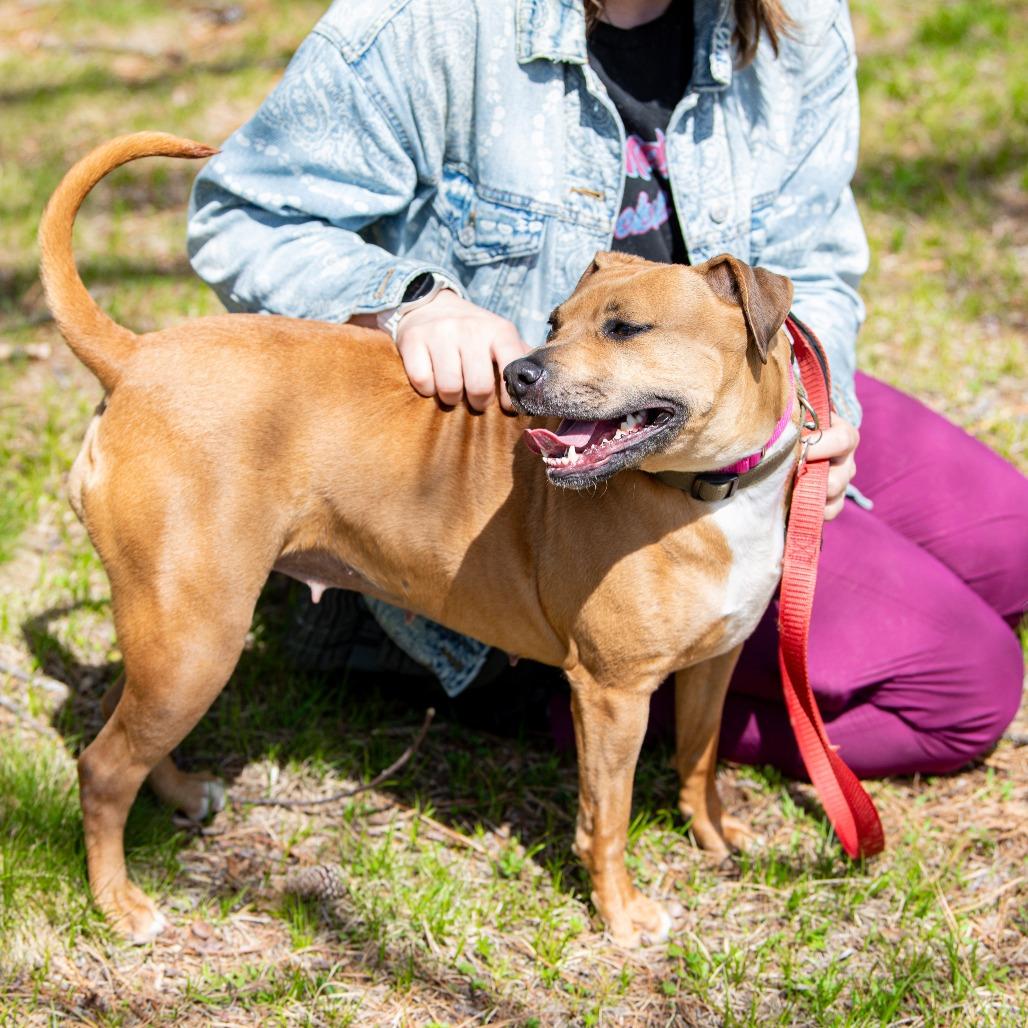 Enlarge Honey, a Adoptable Mixed Breed in Kennebunk, ME image 3/6