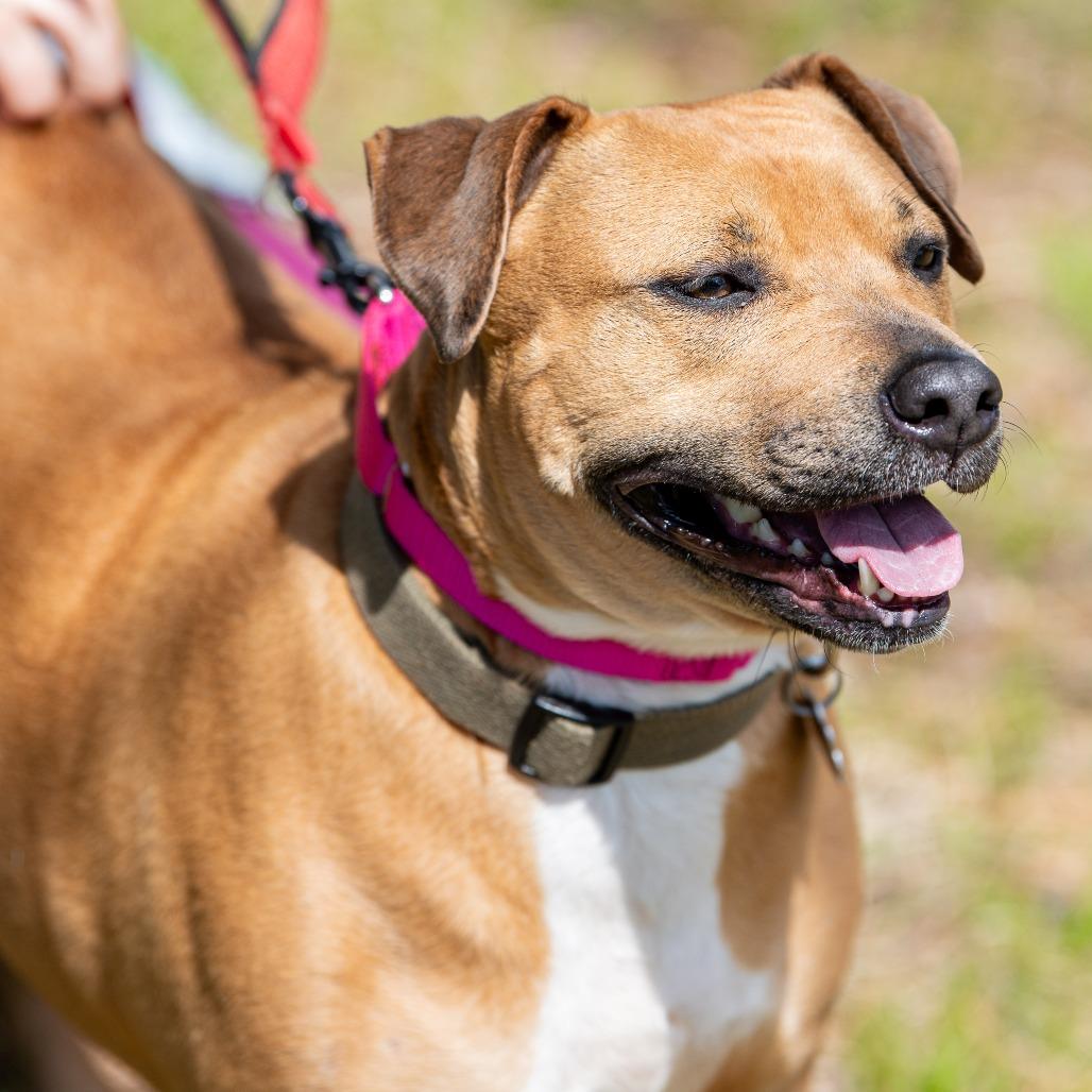 Enlarge Honey, a Adoptable Mixed Breed in Kennebunk, ME image 4/6