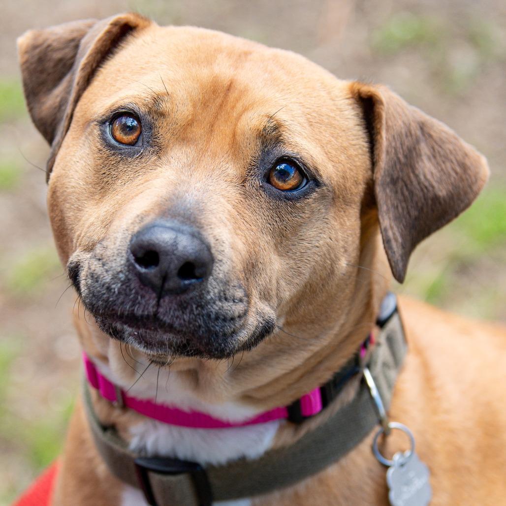 Enlarge Honey, a Adoptable Mixed Breed in Kennebunk, ME image 5/6