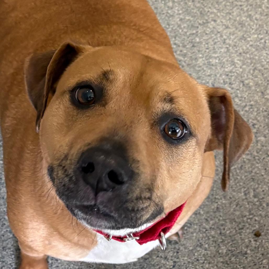 Enlarge Honey, a Adoptable Mixed Breed in Kennebunk, ME image 6/6