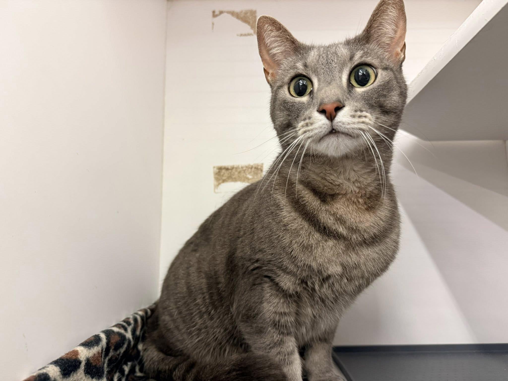Energy, a ADOPTABLE Domestic Short Hair in Cleveland, OH image 2/4