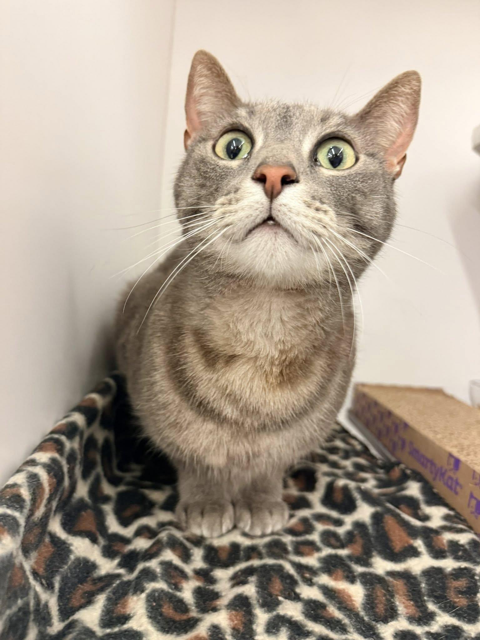 Energy, ADOPTABLE, Adult Male Domestic Short Hair.