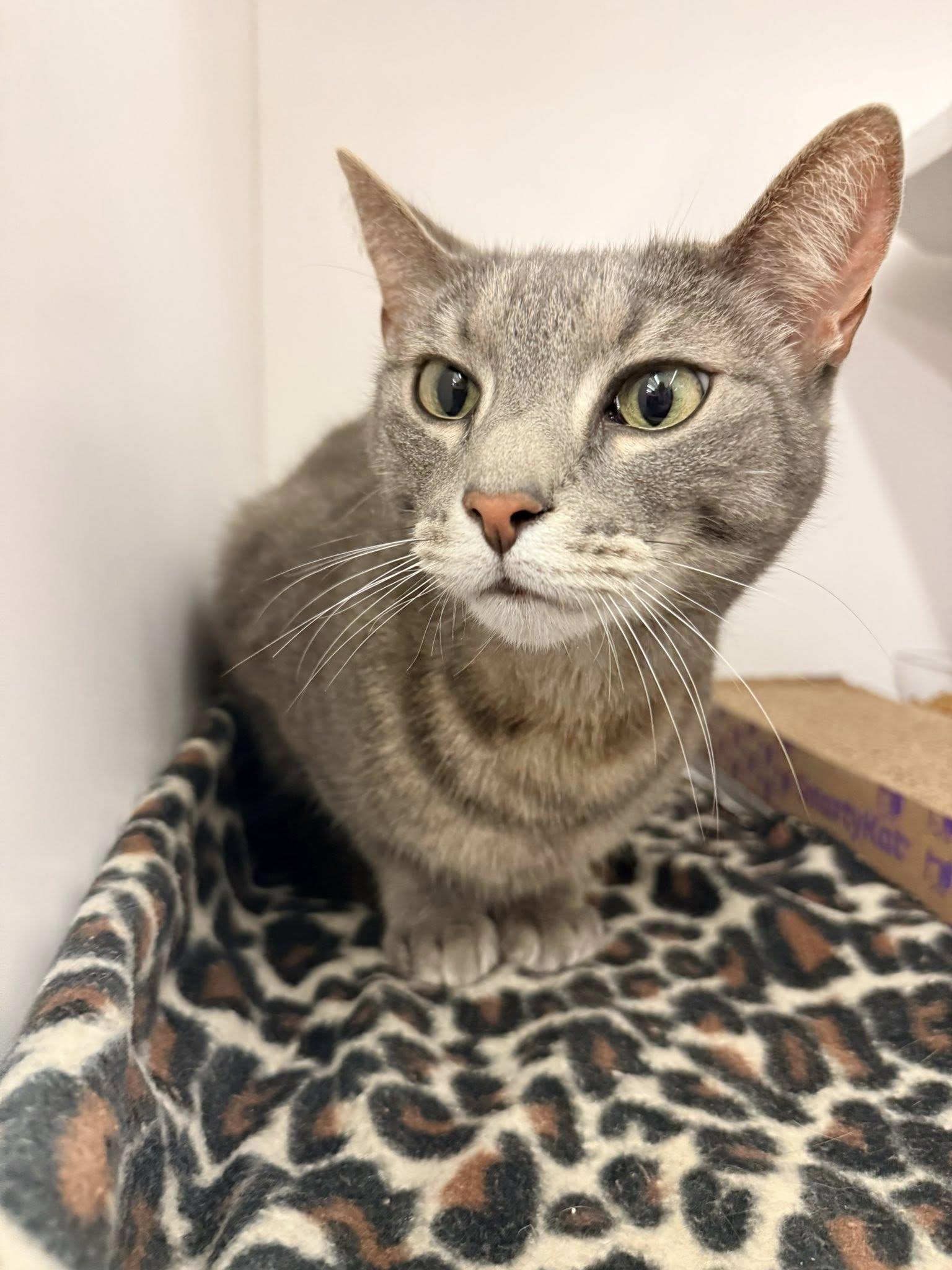 Energy, a ADOPTABLE Domestic Short Hair in Cleveland, OH image 3/4