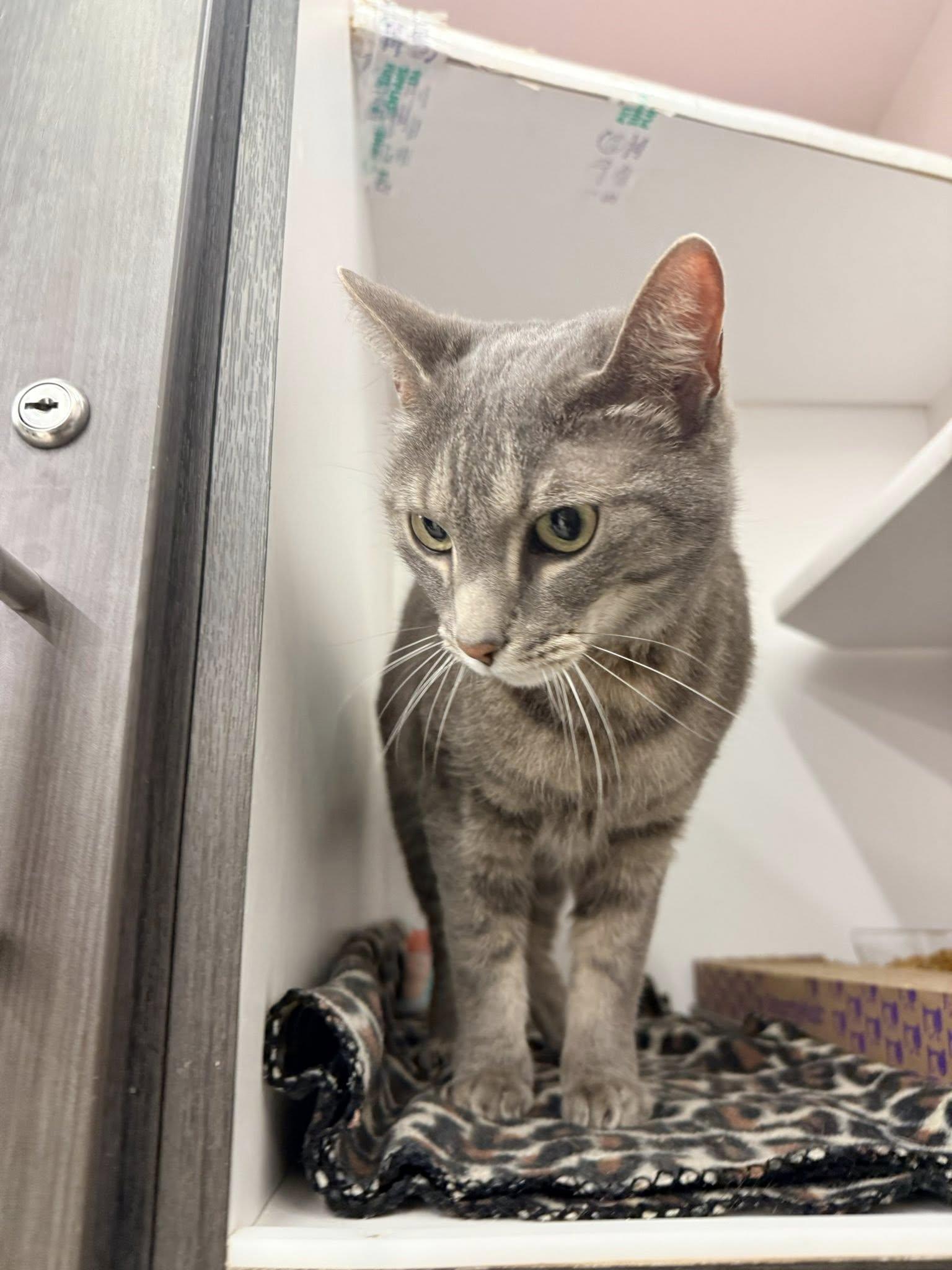 Energy, a ADOPTABLE Domestic Short Hair in Cleveland, OH image 4/4