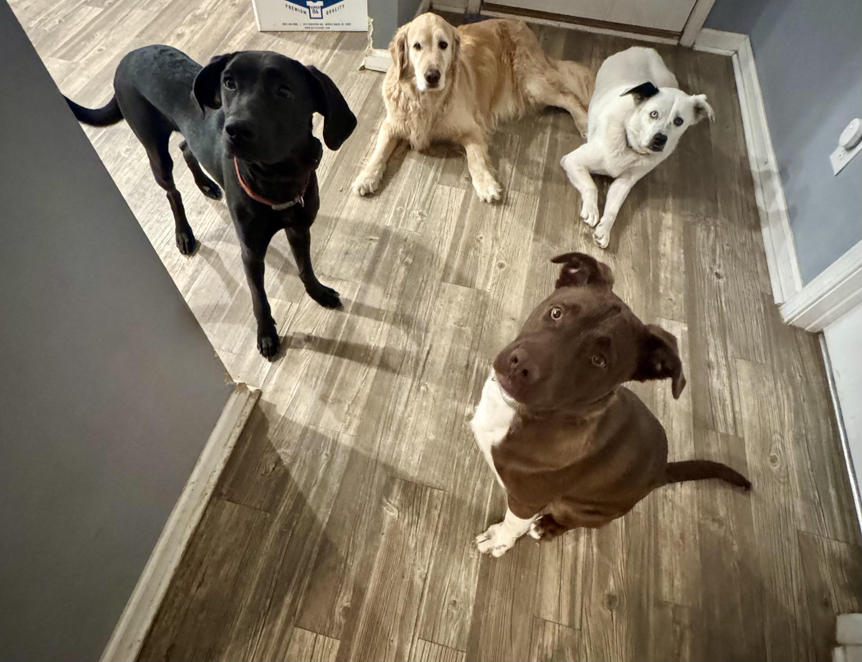 Enlarge Snickers, a ADOPTABLE mixed breed in Calabash, NC image 3/6