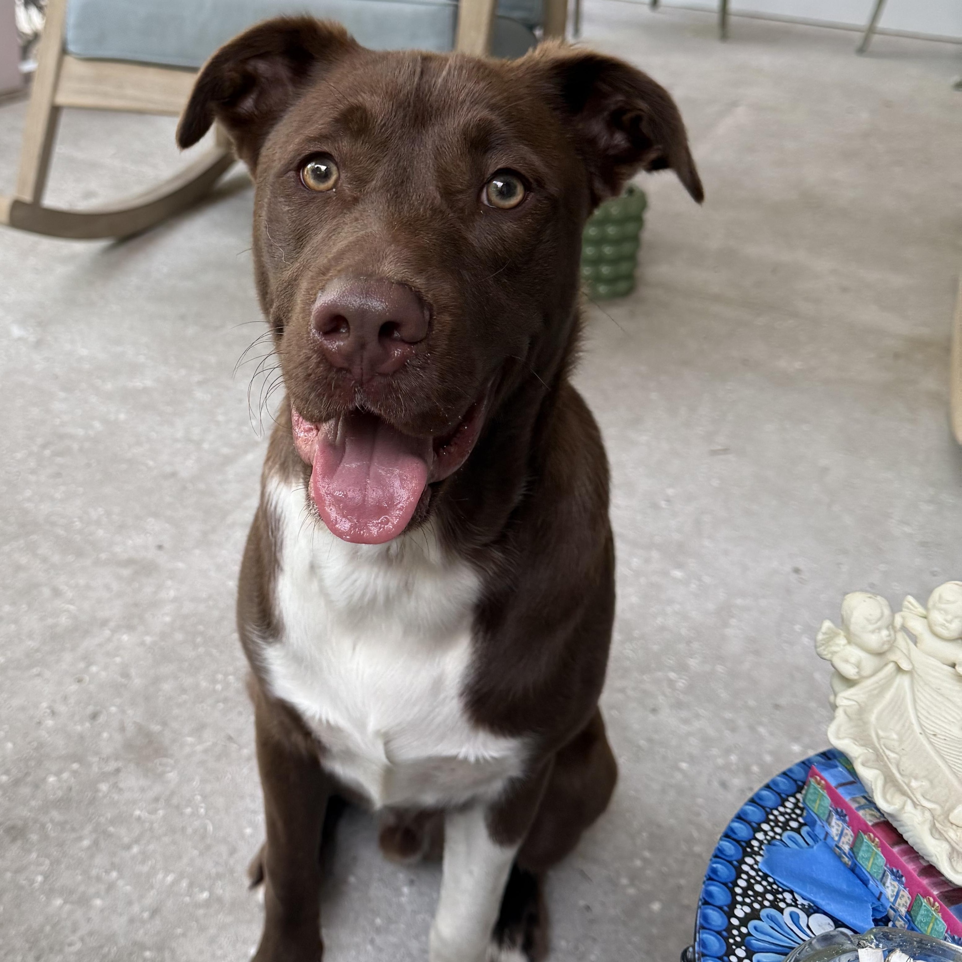 Enlarge Snickers, a ADOPTABLE mixed breed in Calabash, NC image 6/6