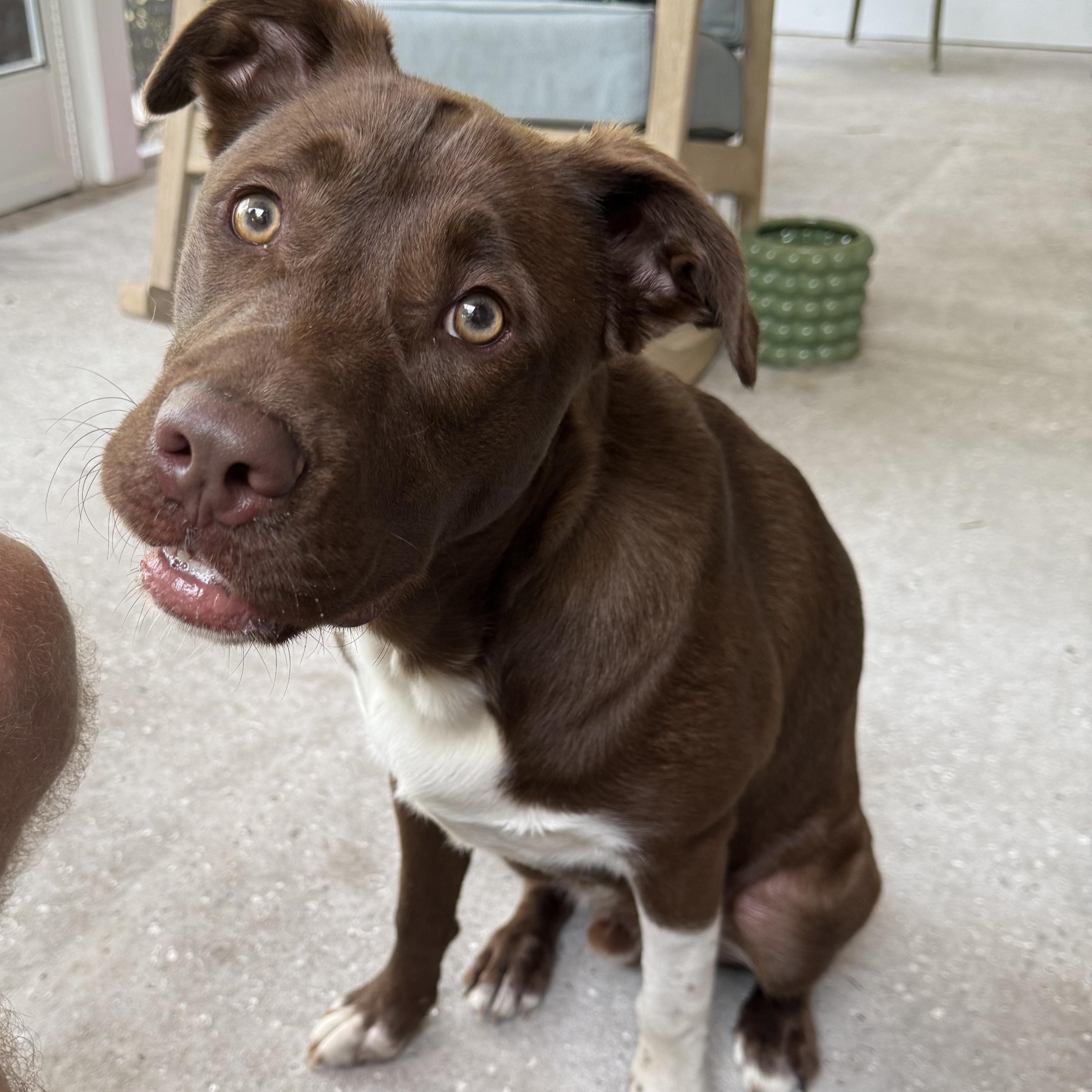 Enlarge Snickers, a ADOPTABLE mixed breed in Calabash, NC image 5/6