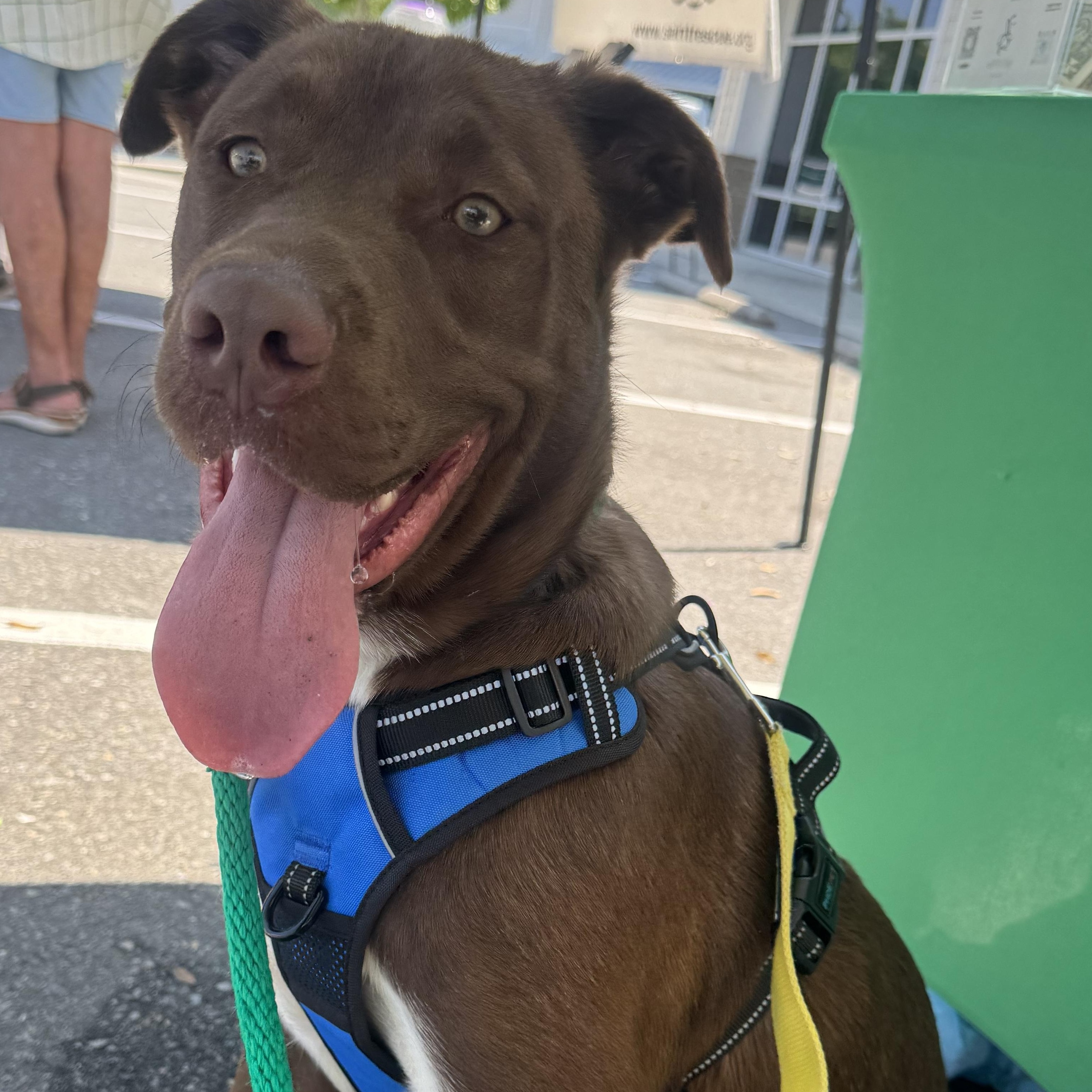 Enlarge Snickers, a ADOPTABLE mixed breed in Calabash, NC image 1/6