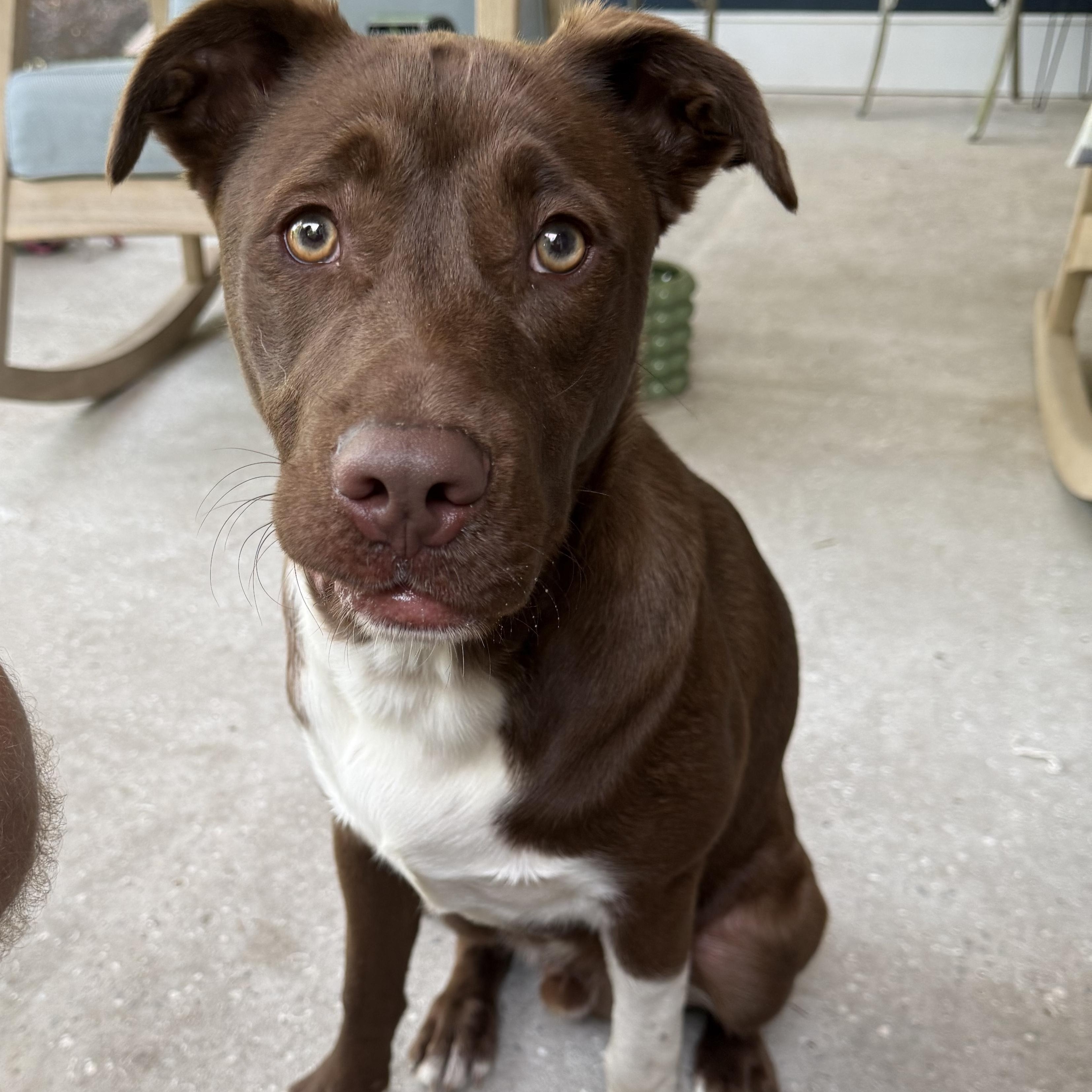 Enlarge Snickers, a ADOPTABLE mixed breed in Calabash, NC image 2/6