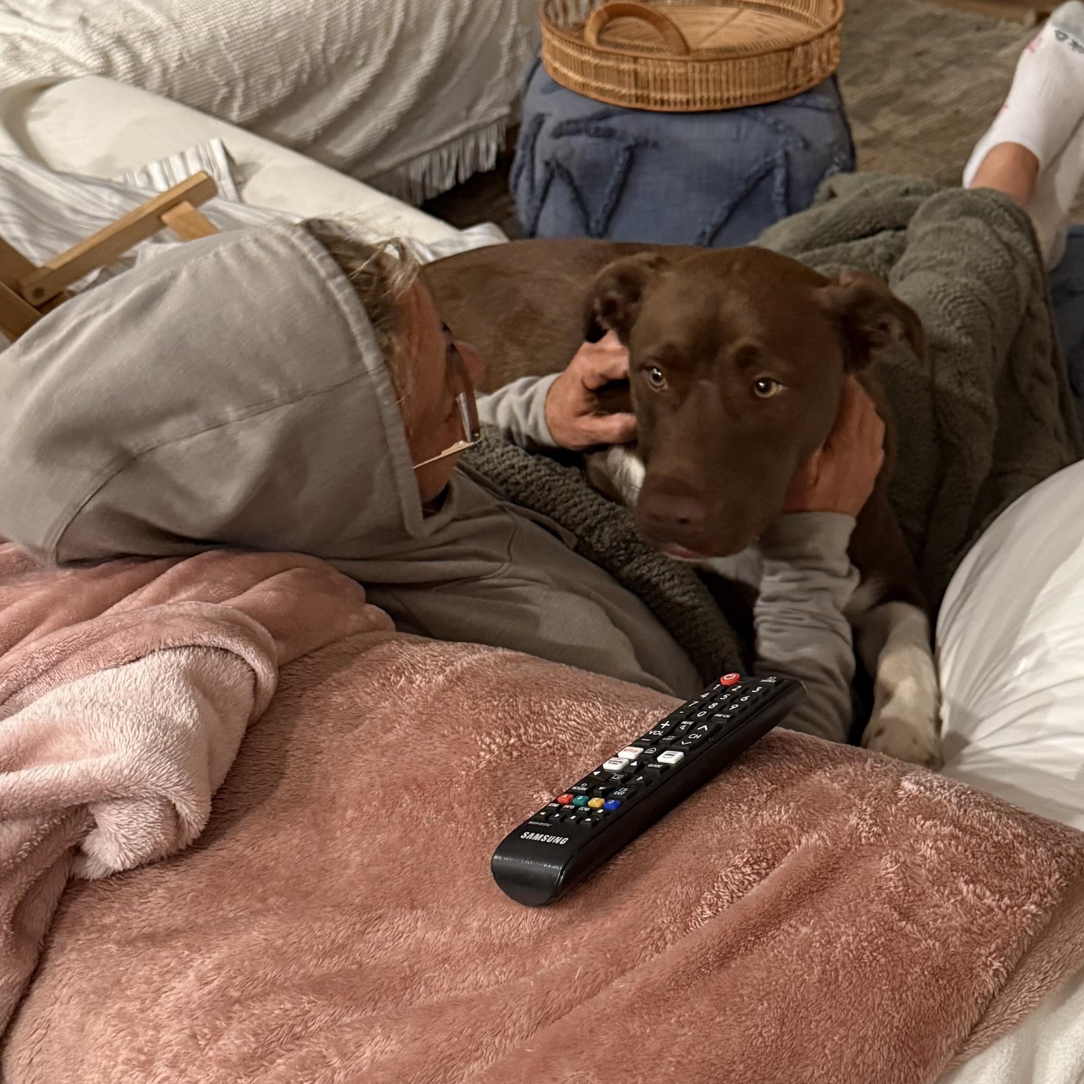 Enlarge Snickers, a ADOPTABLE mixed breed in Calabash, NC image 4/6