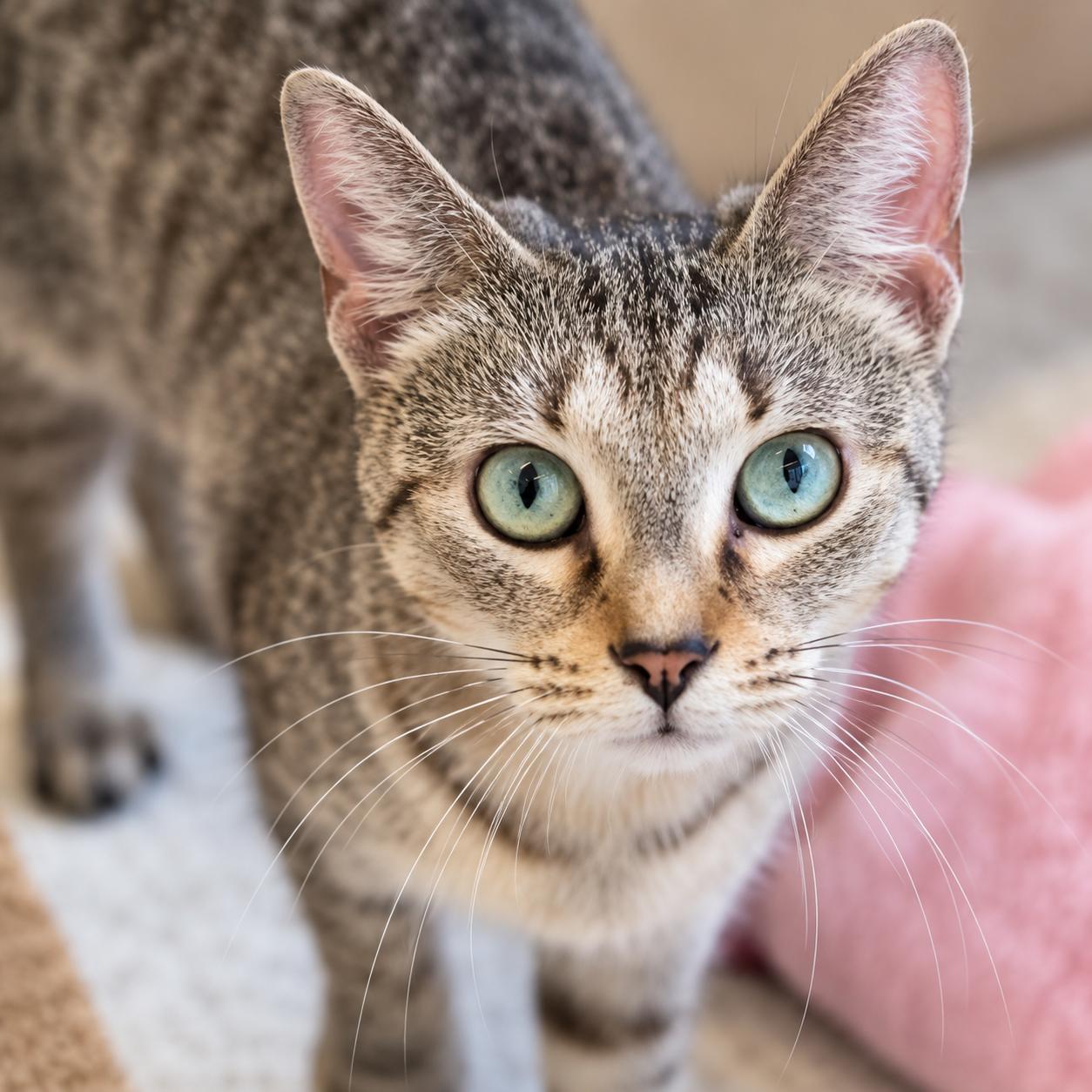 Trixie, Adoptable, Adult Female Domestic Short Hair.