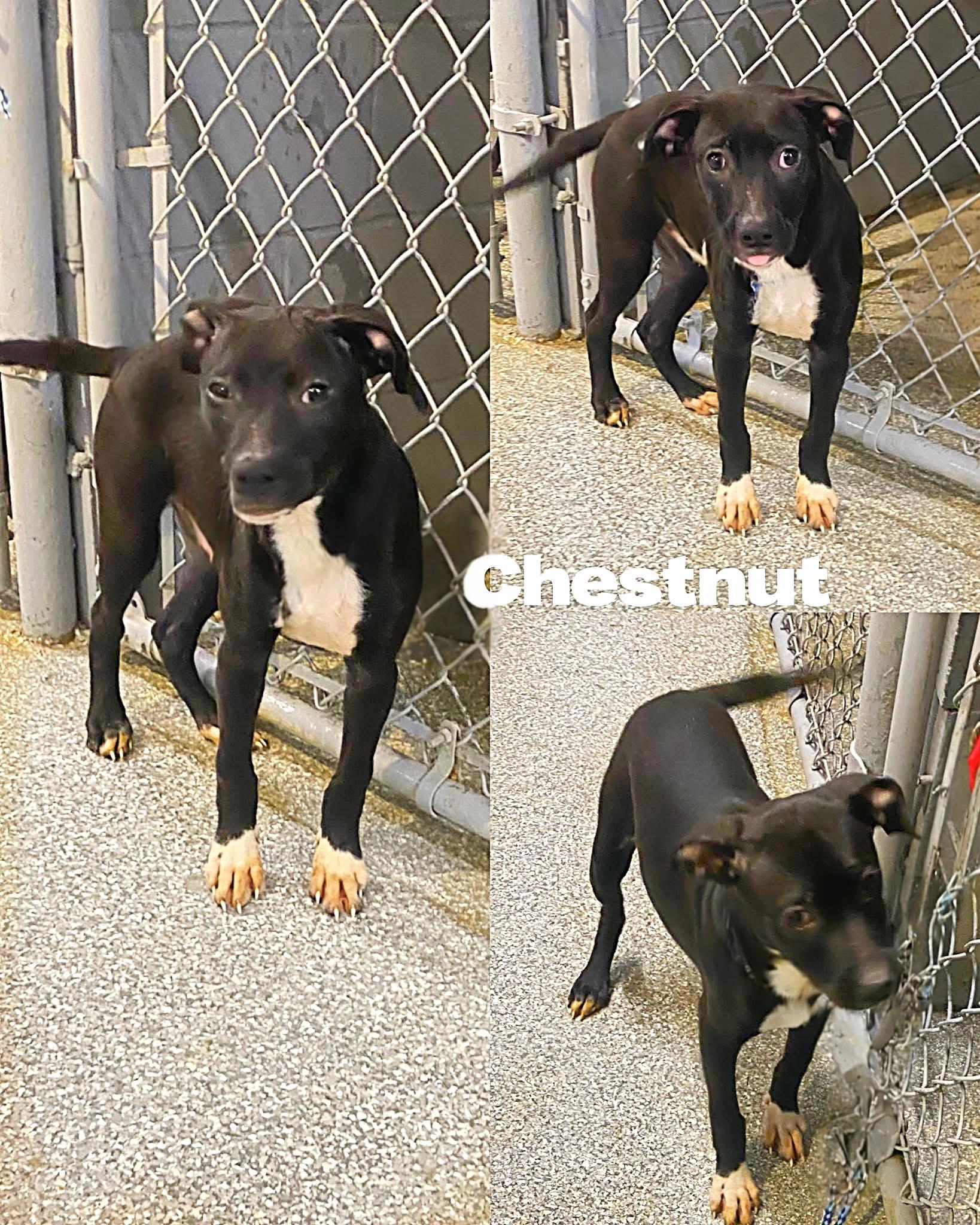 Chestnut, Adoptable, Young Male Boxer & Black Labrador Retriever.