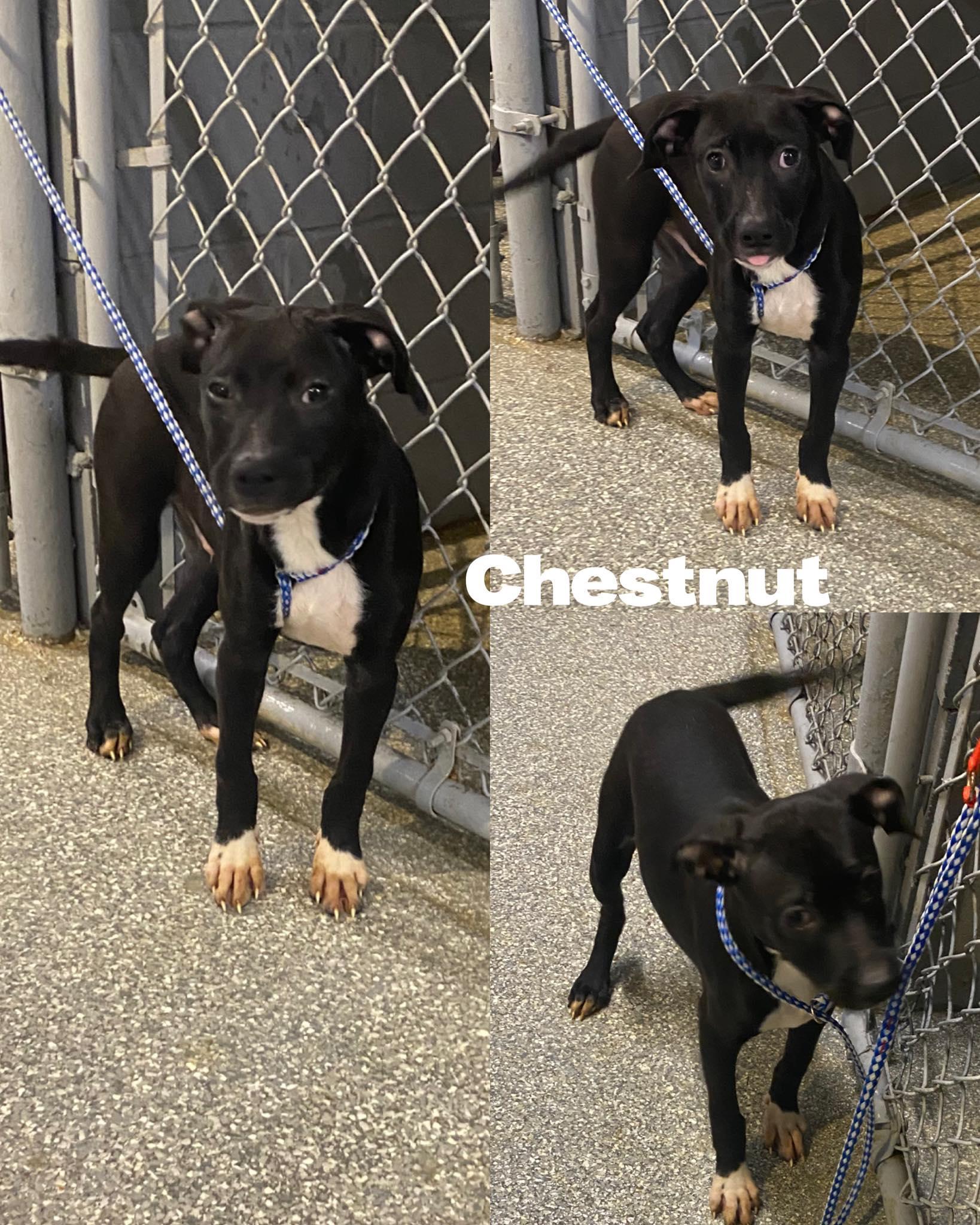 Enlarge Chestnut, a Adoptable mixed breed in Saint James, MO image 1/2