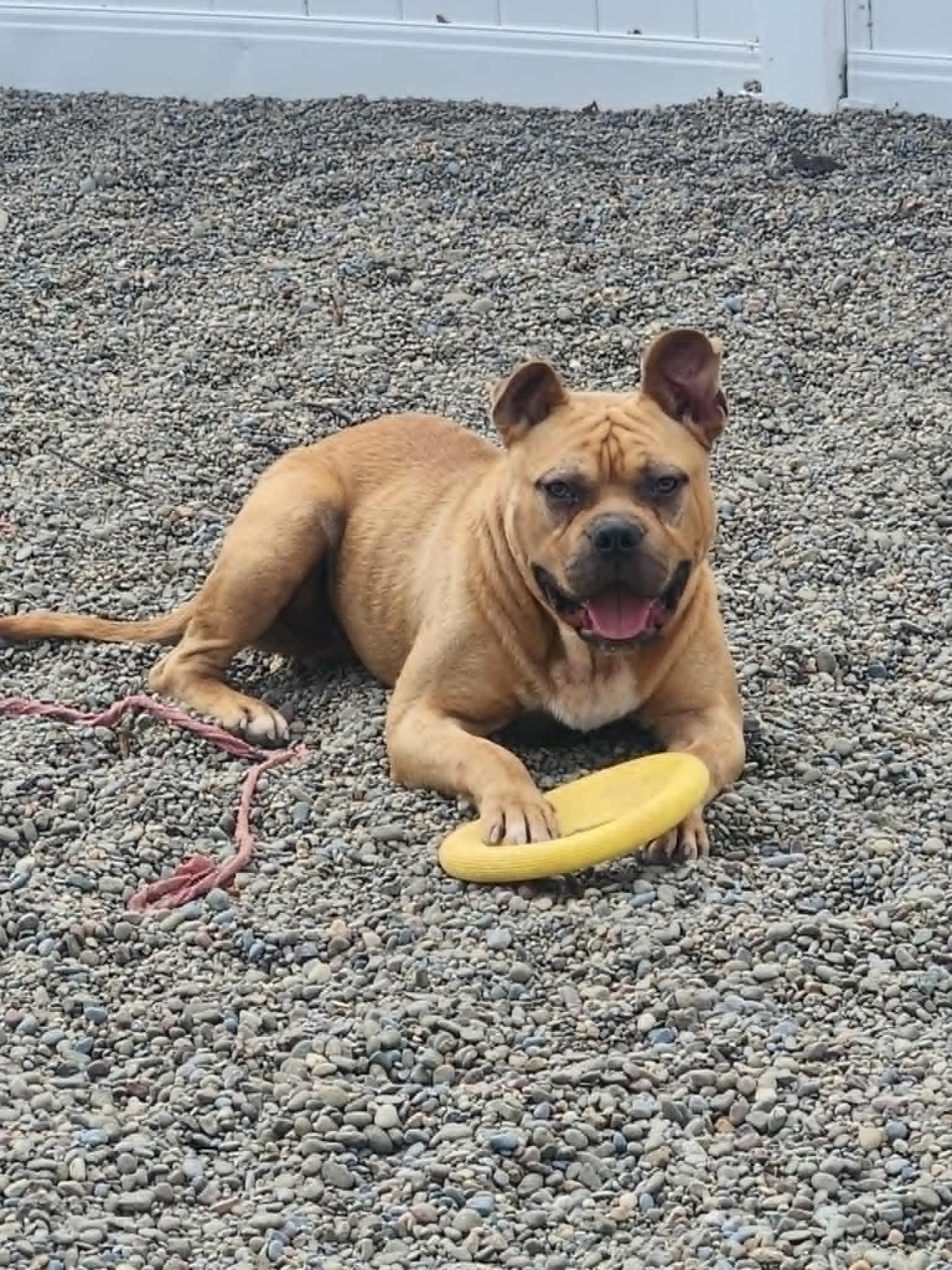 Koopa Jr, Adoptable, Adult Male American Bully.