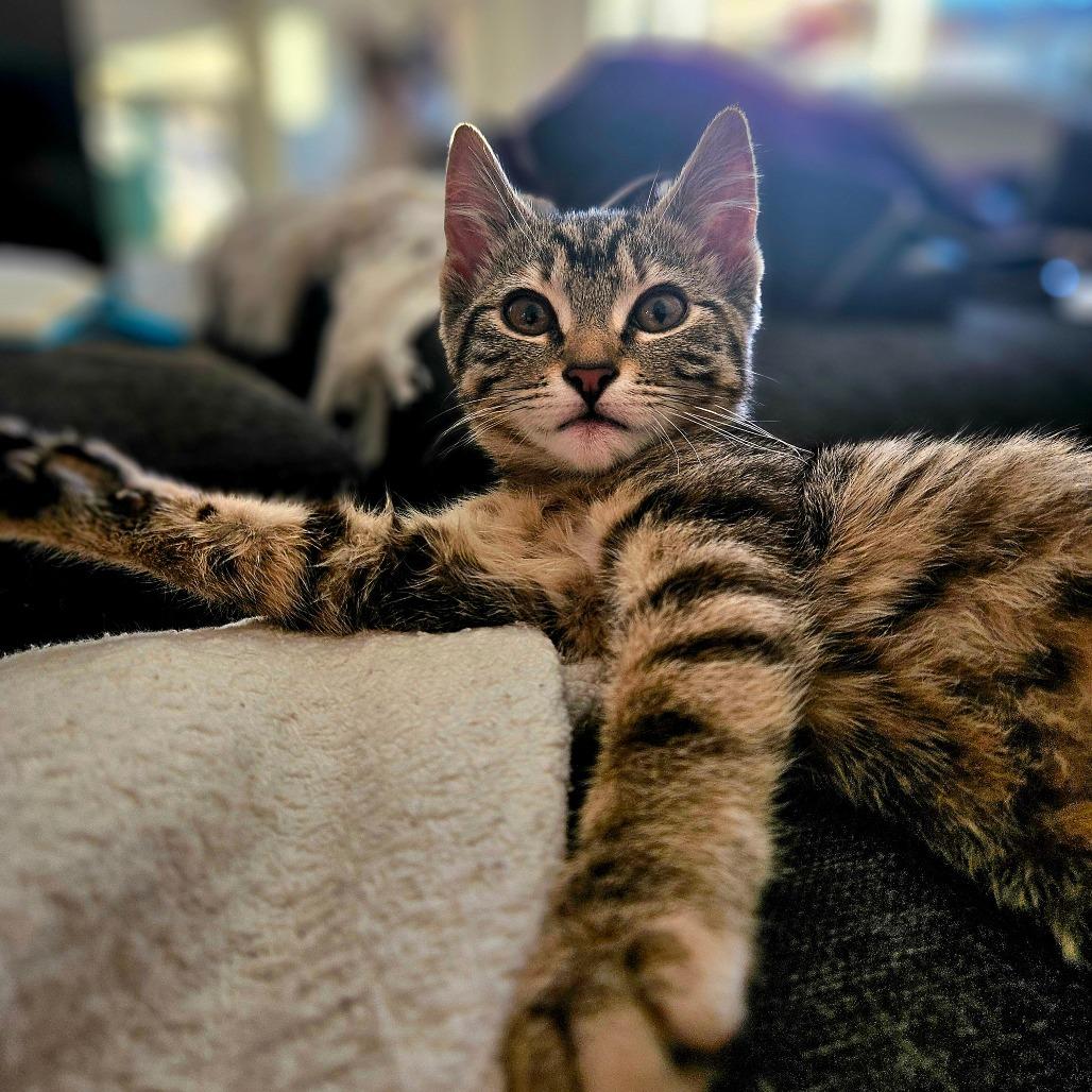 Hazel, Adoptable, Kitten Female Domestic Short Hair.