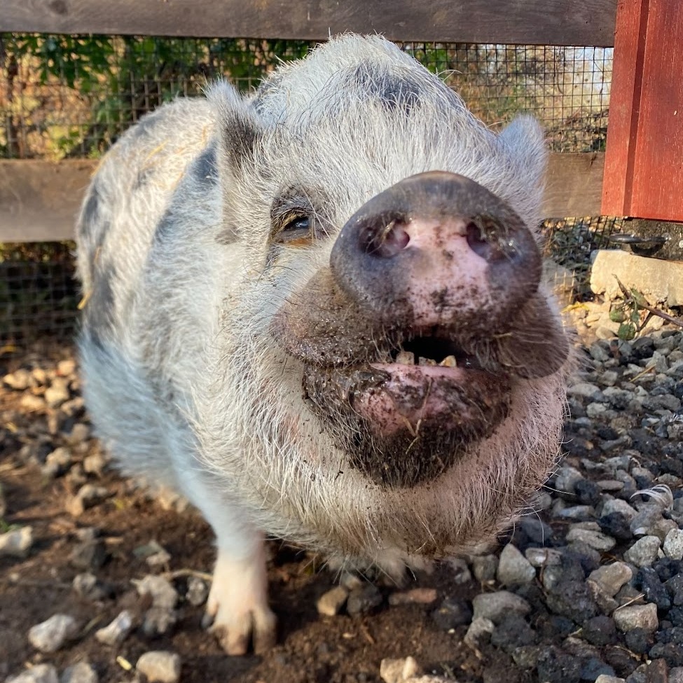 Dottie, a Adoptable Pot Bellied in Norwalk, CT image 3/3