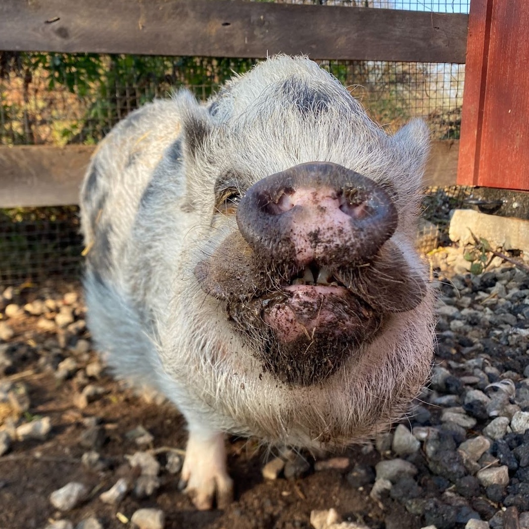 Dottie, a Adoptable Pot Bellied in Norwalk, CT image 1/3