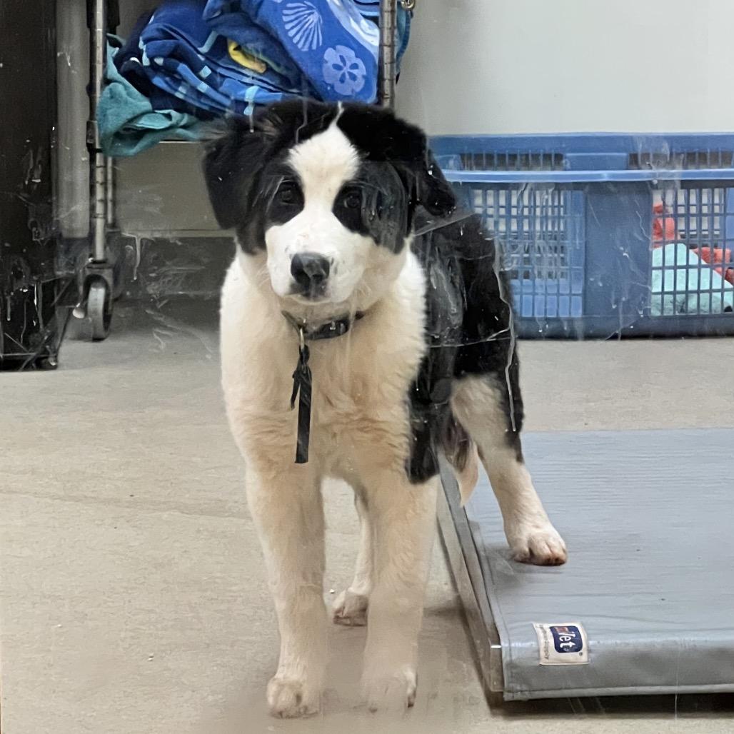 Milkshake — thumbnail 2