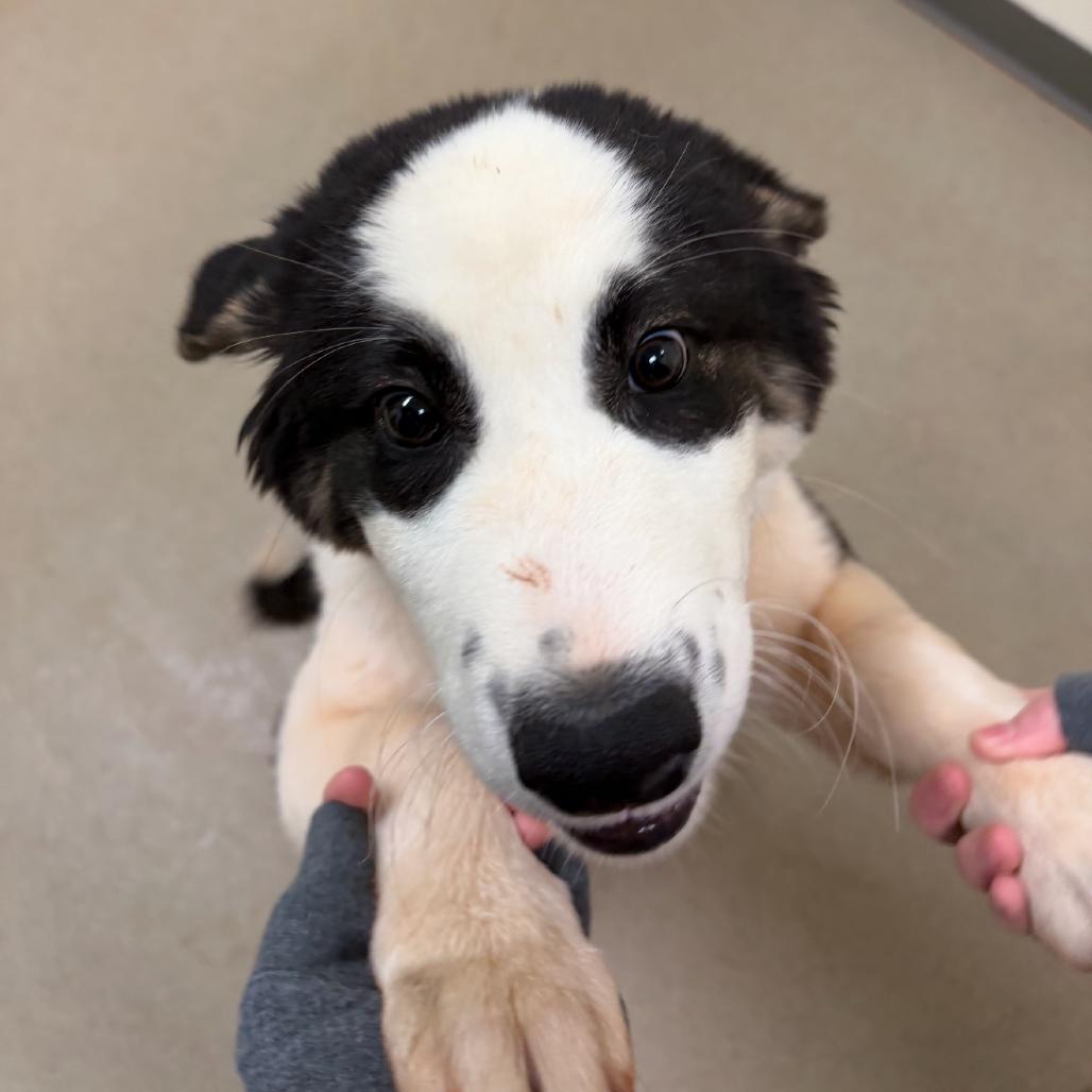 Milkshake — thumbnail 3