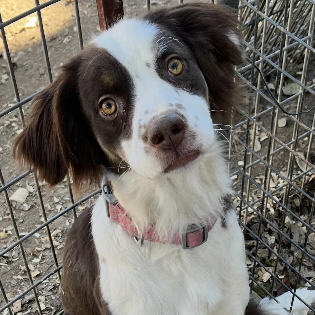 Lilly , ADOPTABLE, Young Female Brittany Spaniel & Spaniel.