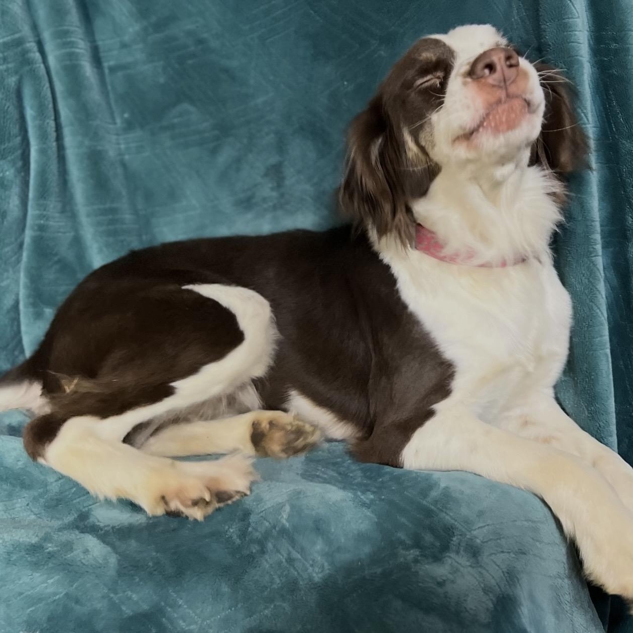 Enlarge Lilly , a ADOPTABLE mixed breed in Pelham, NH image 2/6