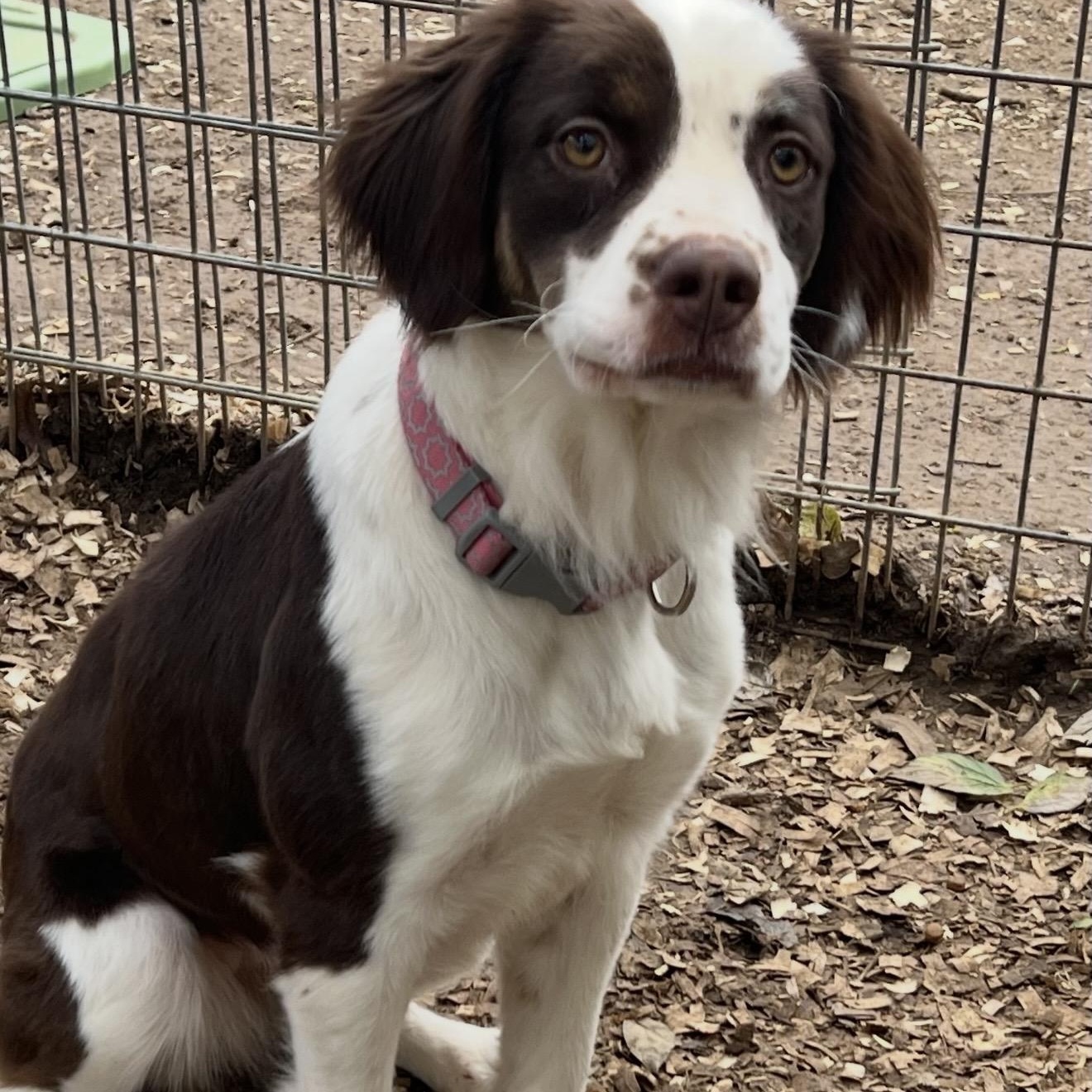 Enlarge Lilly , a ADOPTABLE mixed breed in Pelham, NH image 3/6