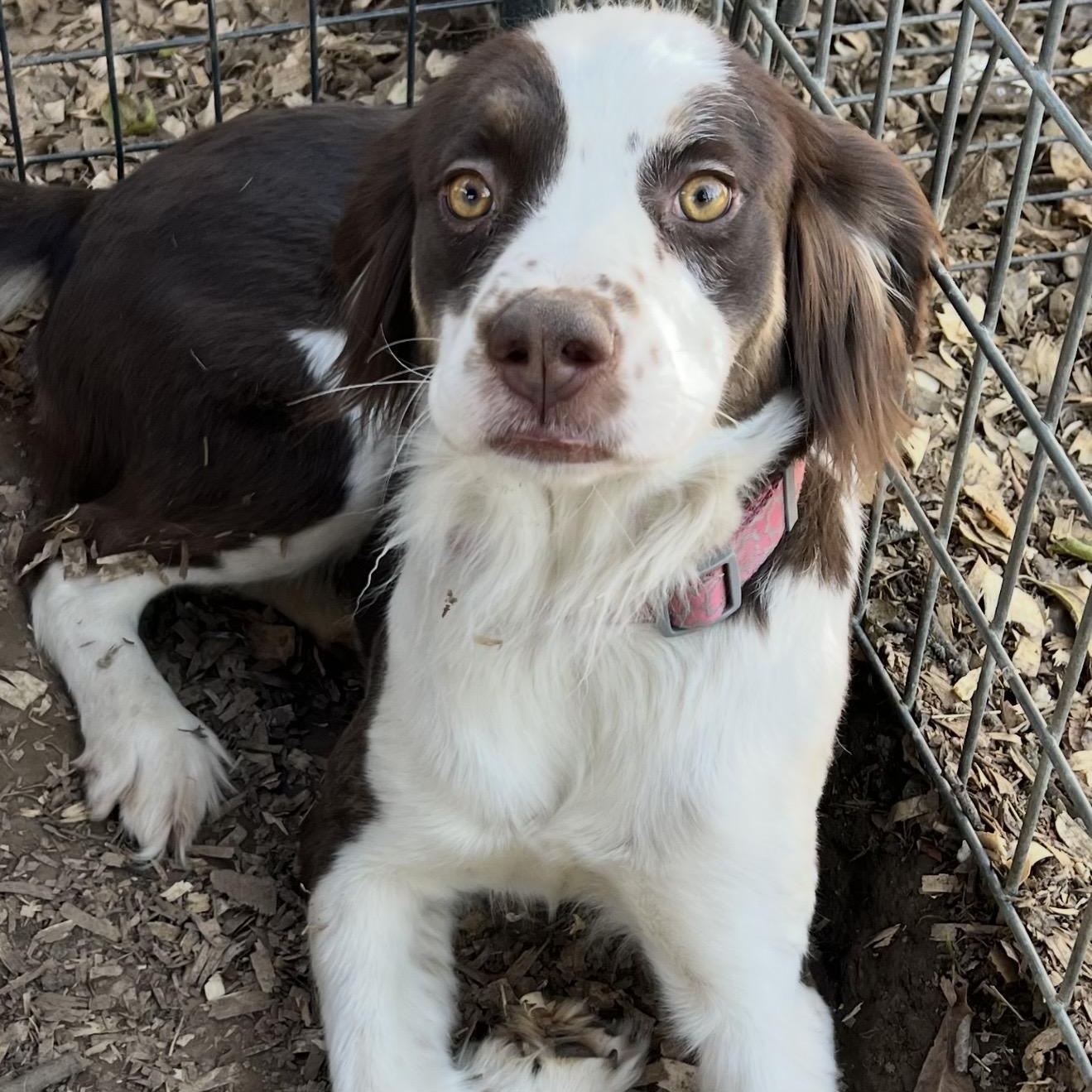 Enlarge Lilly , a ADOPTABLE mixed breed in Pelham, NH image 4/6