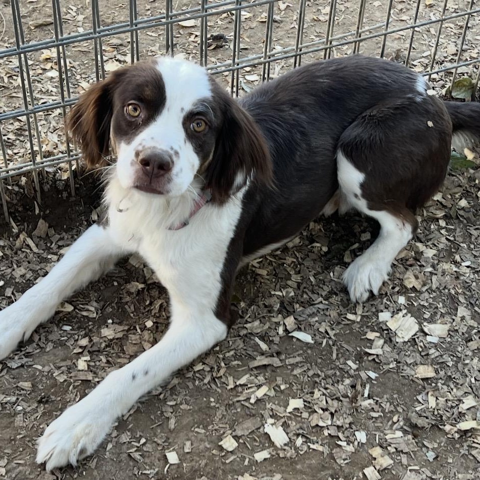 Enlarge Lilly , a ADOPTABLE mixed breed in Pelham, NH image 5/6