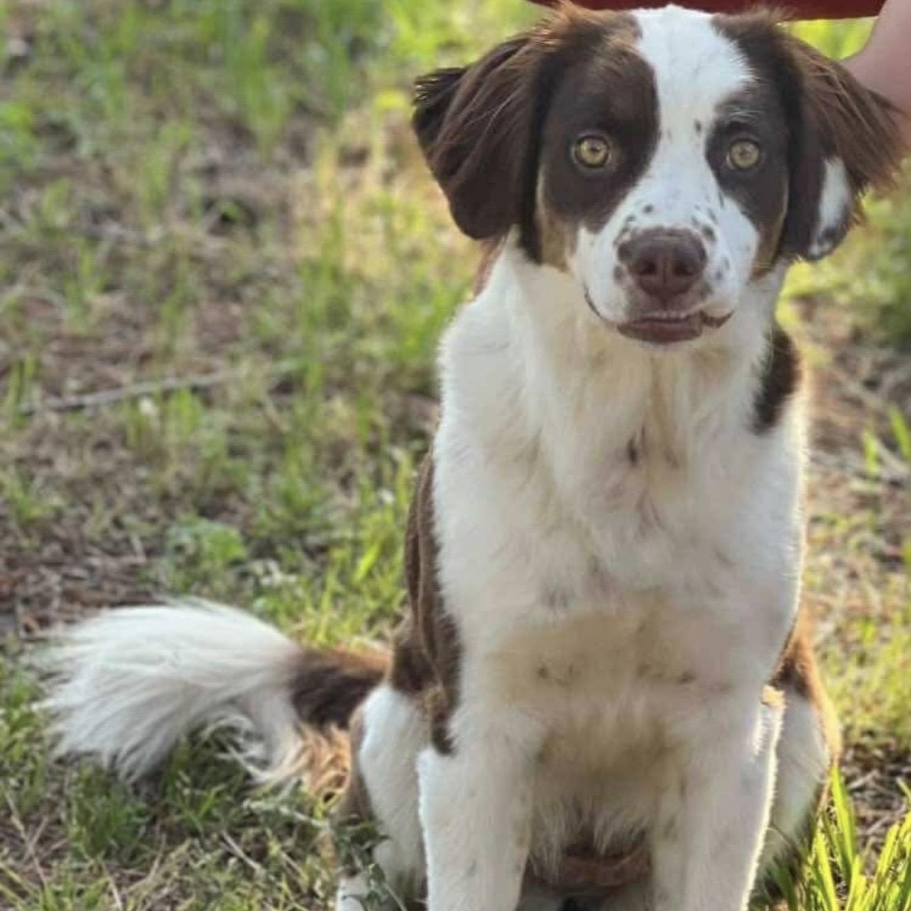 Enlarge Lilly , a ADOPTABLE mixed breed in Pelham, NH image 6/6