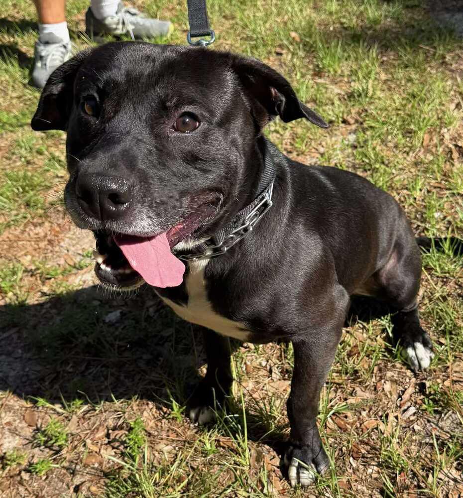 Enlarge Indiana Jones, a Adoptable Labrador Retriever in Milton, FL image 1/6