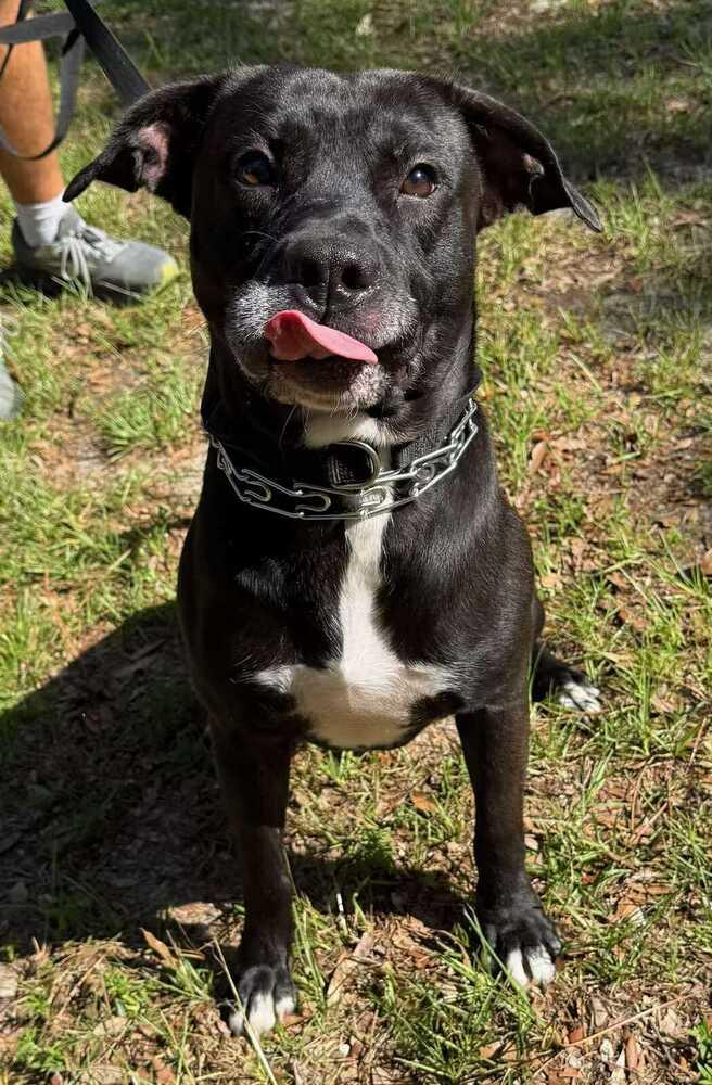 Enlarge Indiana Jones, a Adoptable Labrador Retriever in Milton, FL image 2/6