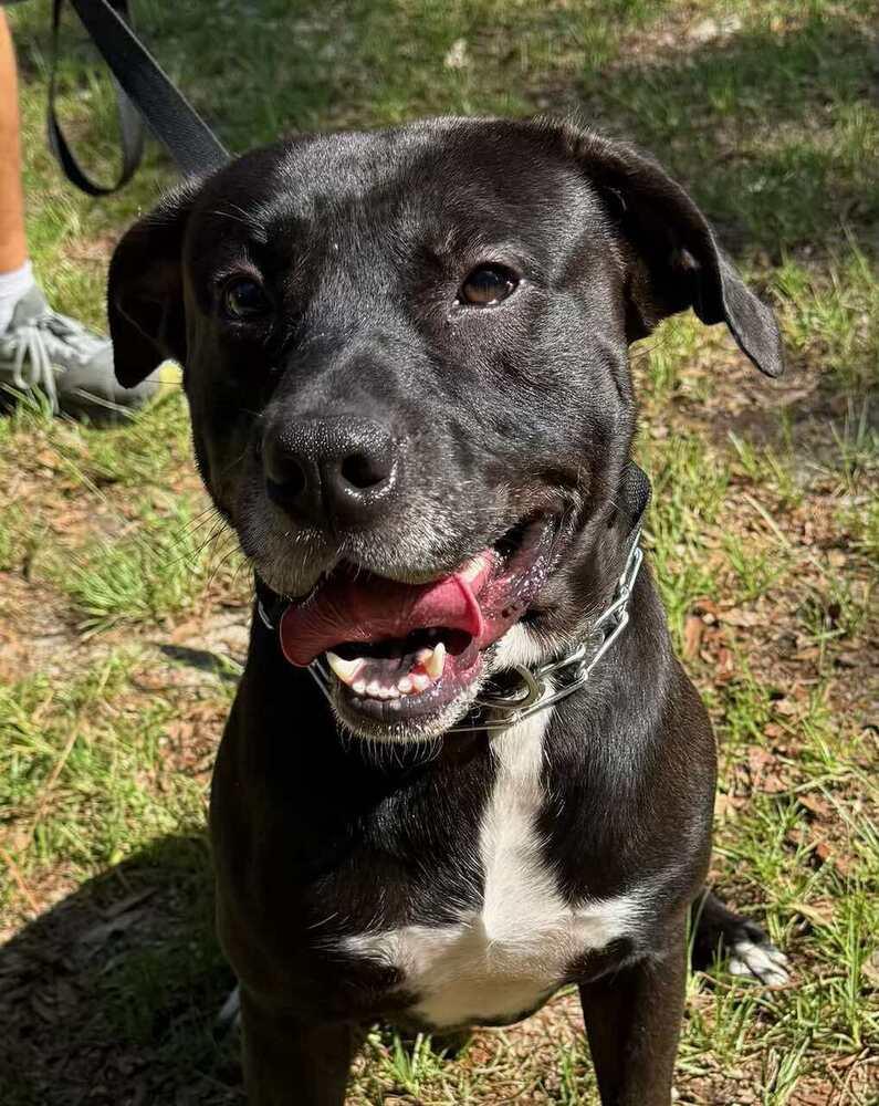 Enlarge Indiana Jones, a Adoptable Labrador Retriever in Milton, FL image 3/6