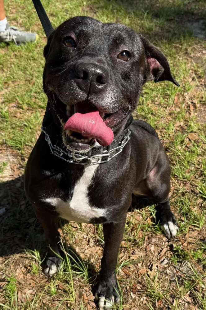 Enlarge Indiana Jones, a Adoptable Labrador Retriever in Milton, FL image 4/6