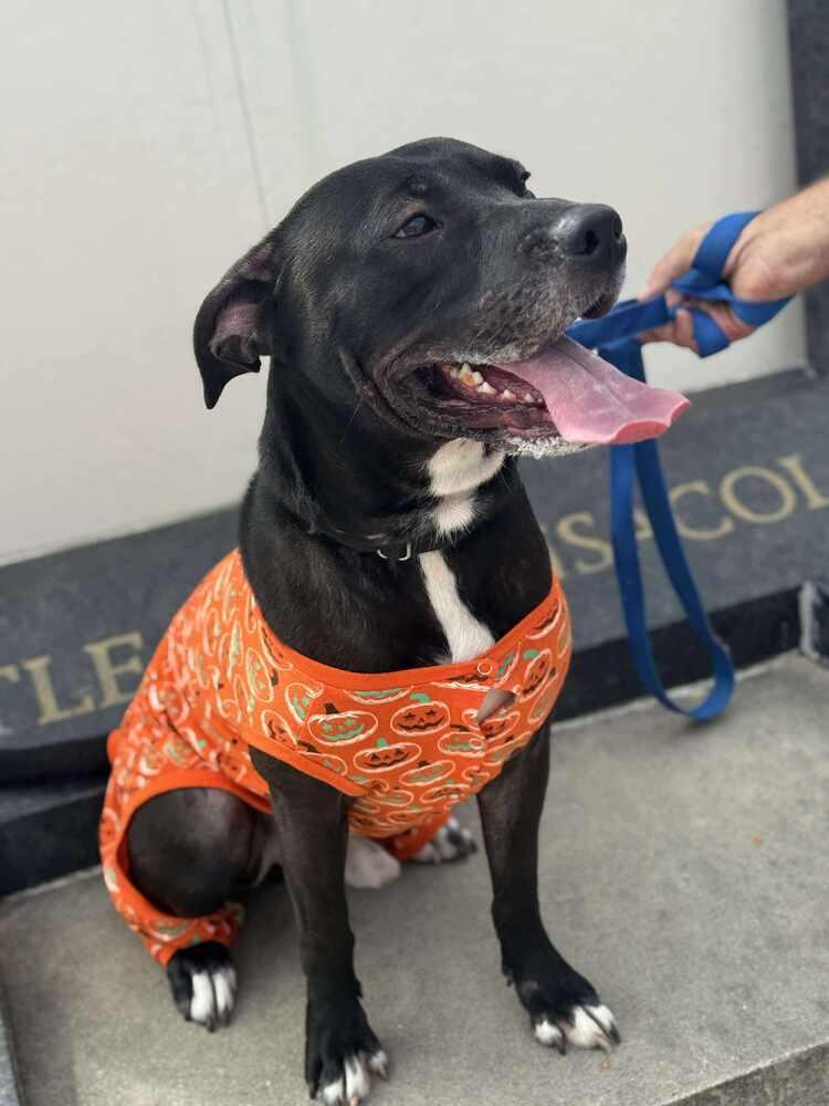 Enlarge Indiana Jones, a Adoptable Labrador Retriever in Milton, FL image 5/6
