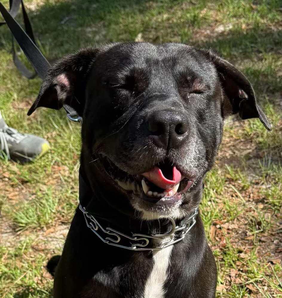 Enlarge Indiana Jones, a Adoptable Labrador Retriever in Milton, FL image 6/6