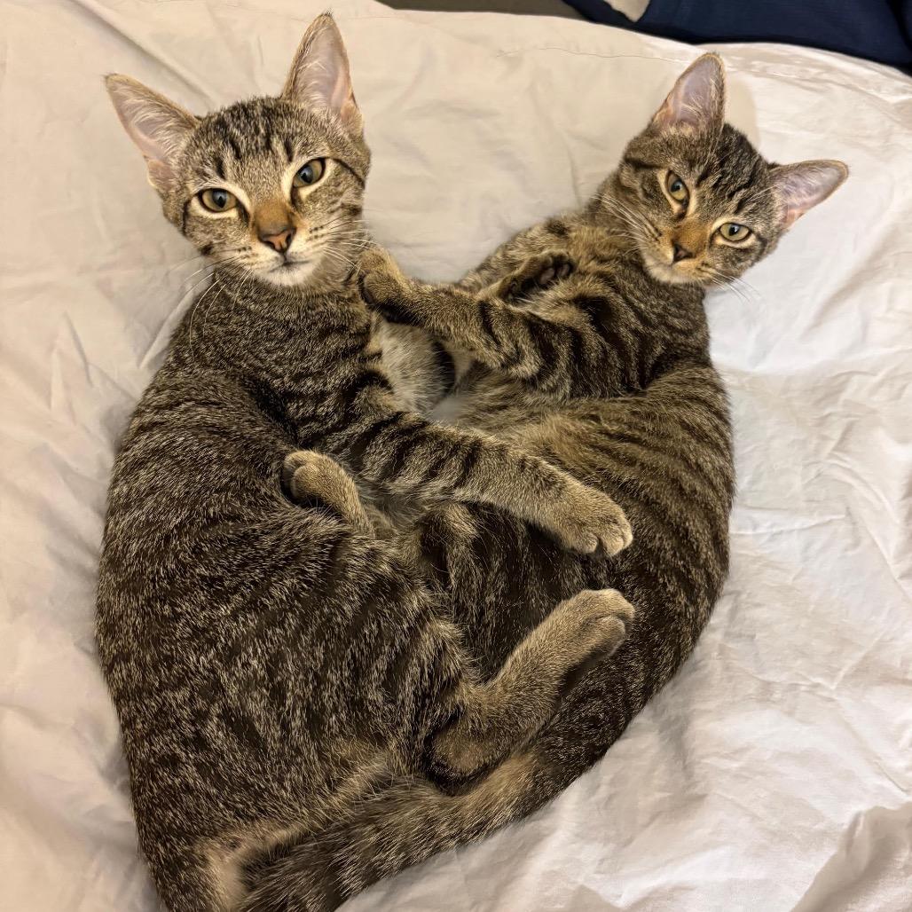 Enlarge Spinach in Vienna, VA, a Adoptable Domestic Short Hair in Alexandria, VA image 1/3