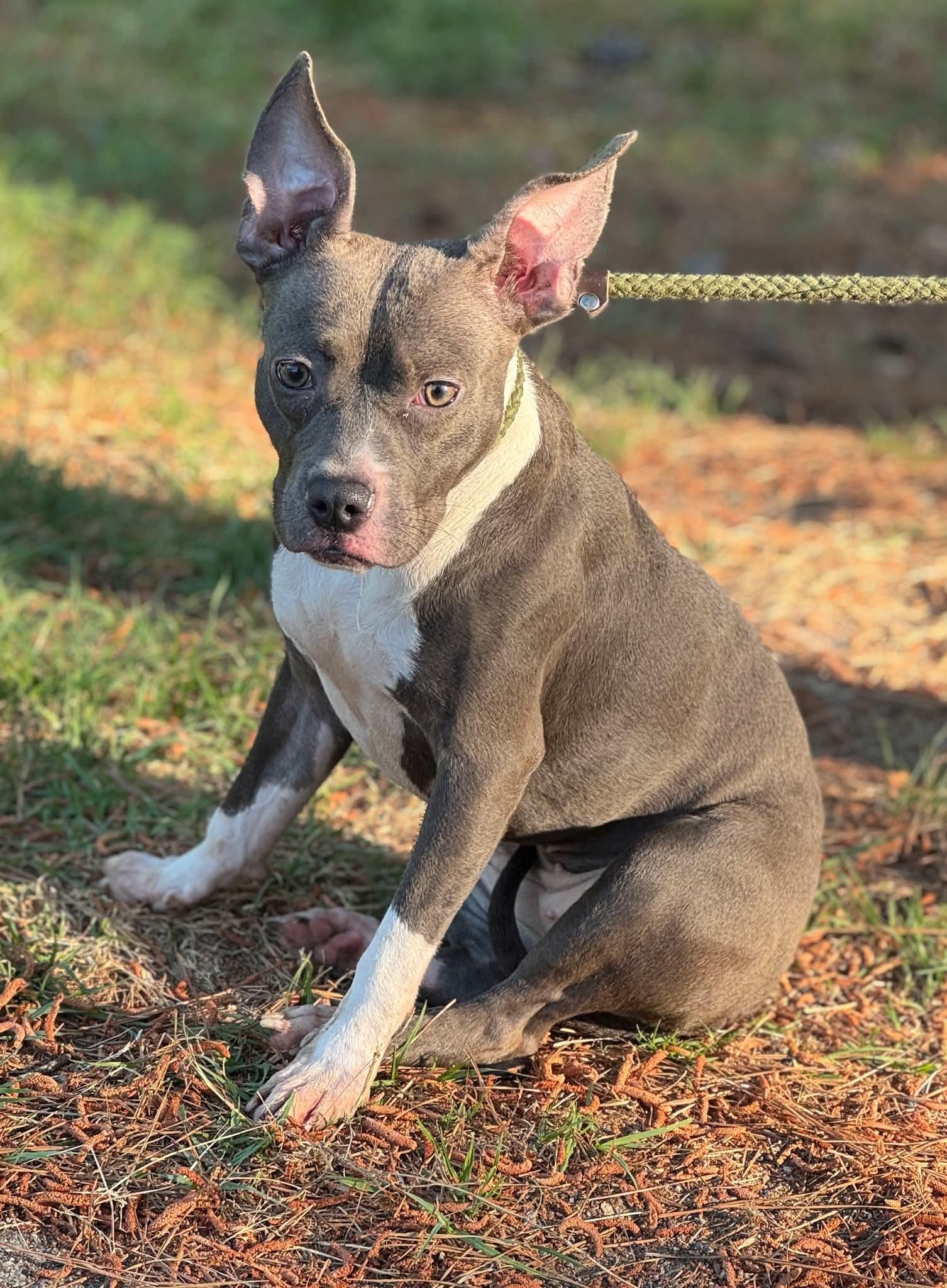 Enlarge Lottie, a ADOPTABLE Mixed Breed in Sumter, SC image 1/1