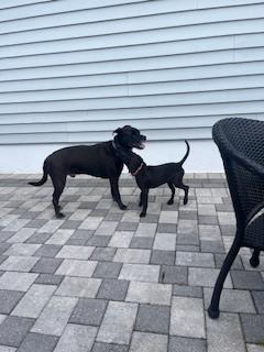 Reina fka Twinkle, Adoptable, Young Female Labrador Retriever.