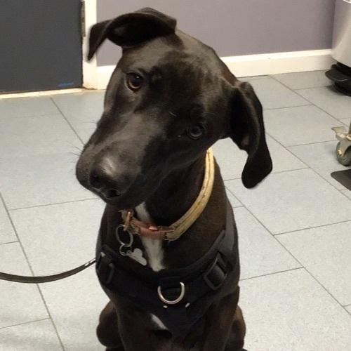 Enlarge Reina fka Twinkle, a Adoptable mixed breed in levittown, NY image 2/5