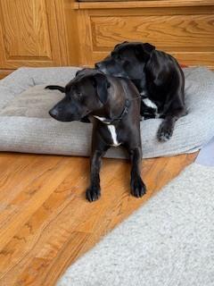 Enlarge Reina fka Twinkle, a Adoptable mixed breed in levittown, NY image 3/5