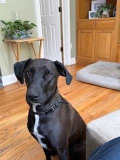 Enlarge Reina fka Twinkle, a Adoptable mixed breed in levittown, NY image 4/5