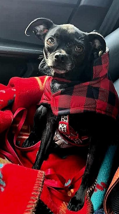 Enlarge Gypsy, a Adoptable mixed breed in Nipomo, CA image 1/1