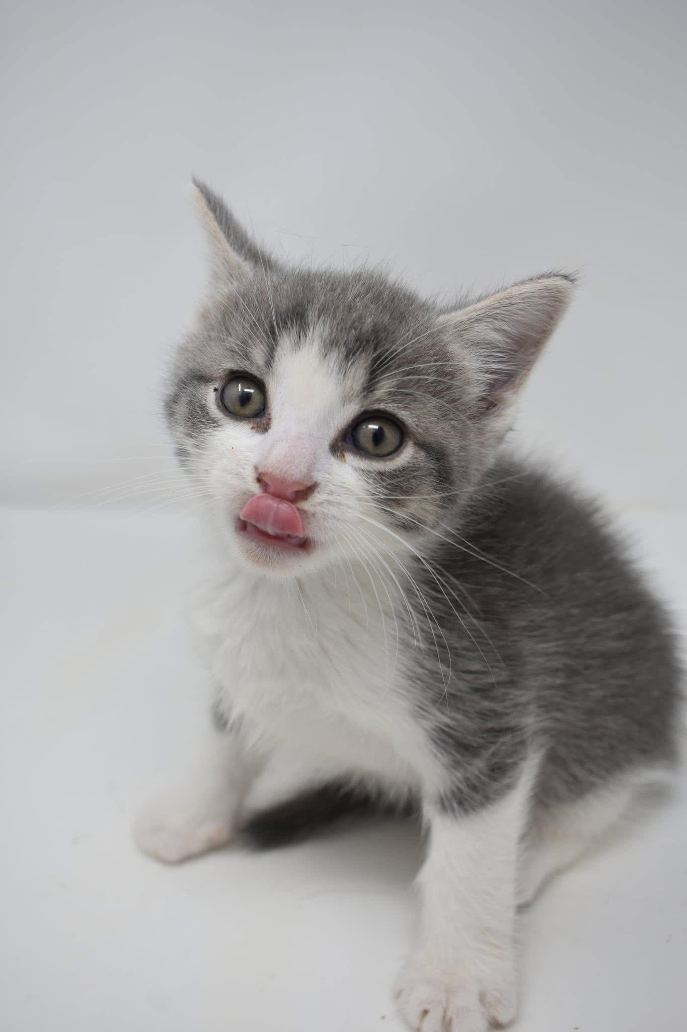 Steelo, Baby Male Domestic Short Hair