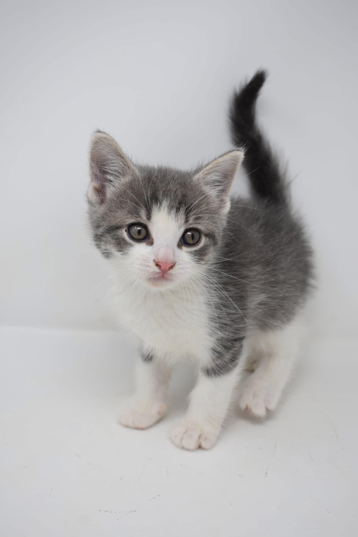 Enlarge Steelo, a Adoptable Domestic Short Hair in Battle Creek, MI image 2/4