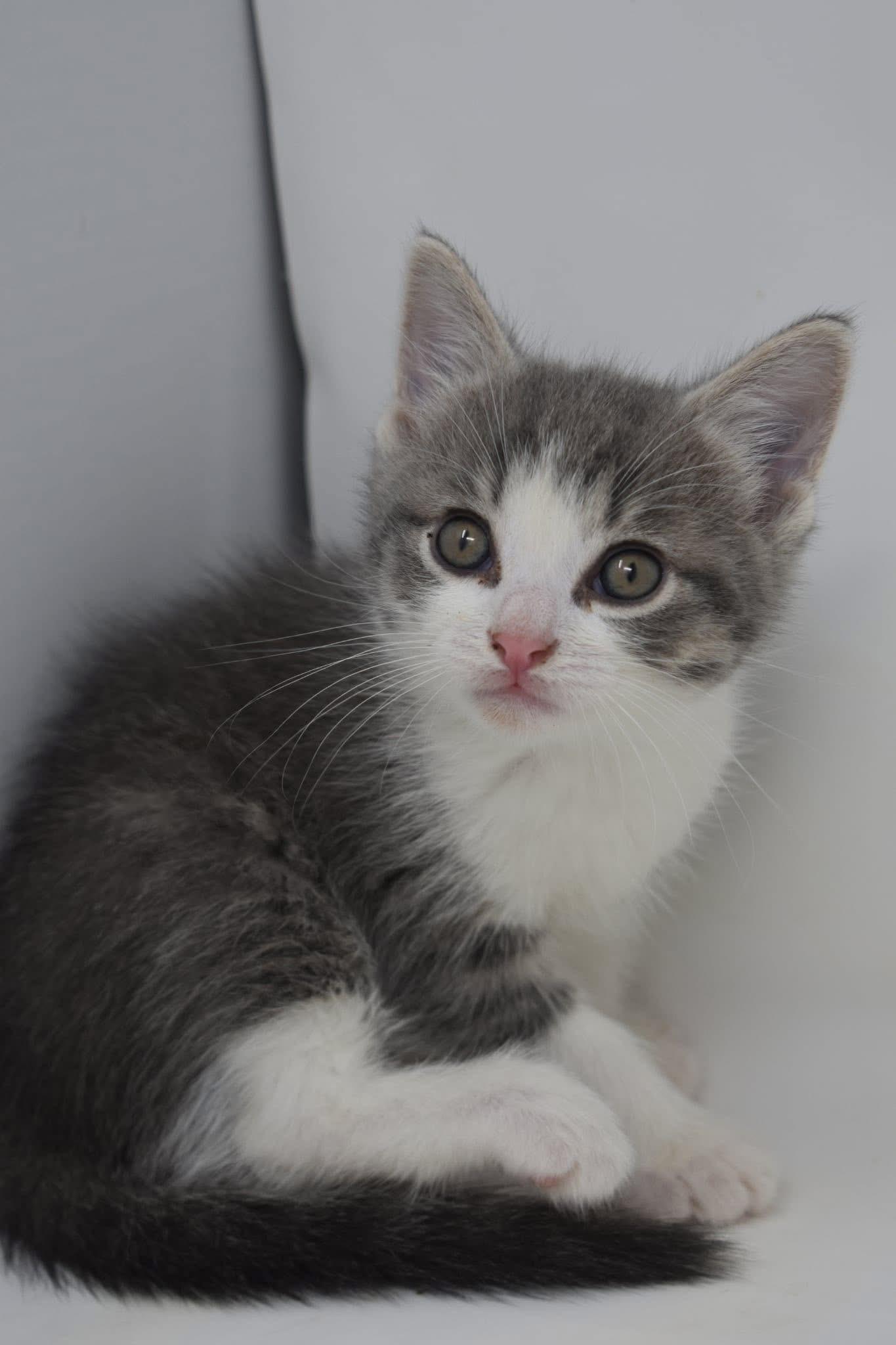 Enlarge Steelo, a Adoptable Domestic Short Hair in Battle Creek, MI image 3/4