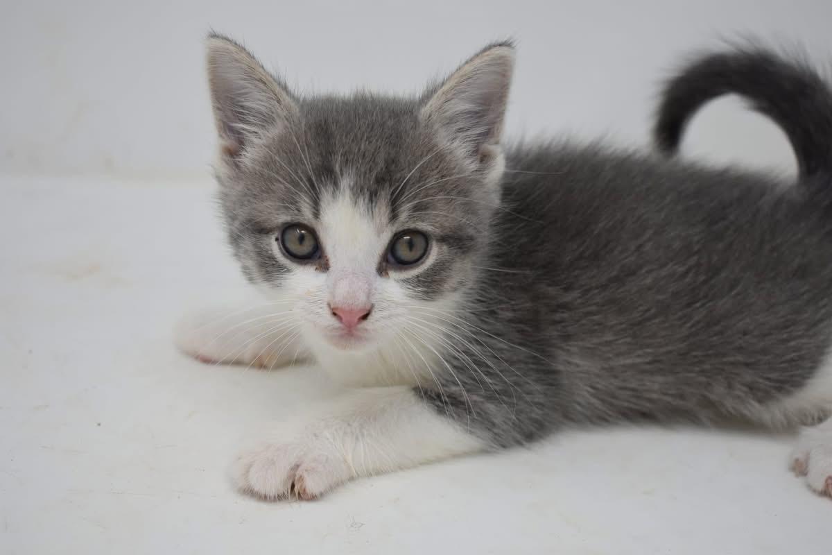 Enlarge Steelo, a Adoptable Domestic Short Hair in Battle Creek, MI image 4/4