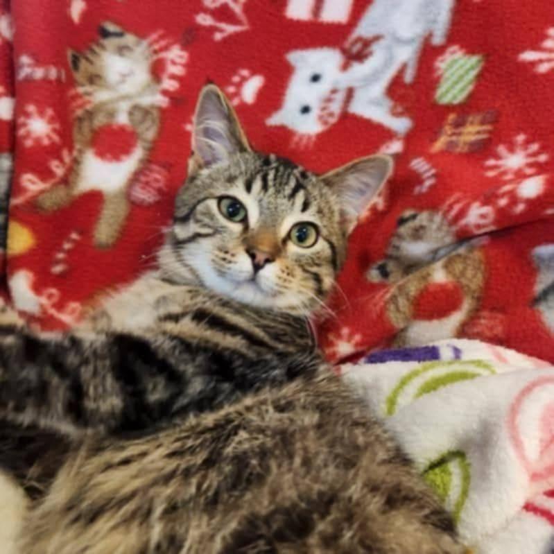 Loki & Leevon (bonded brothers), a Adoptable mixed breed in Ann Arbor, MI image 1/6