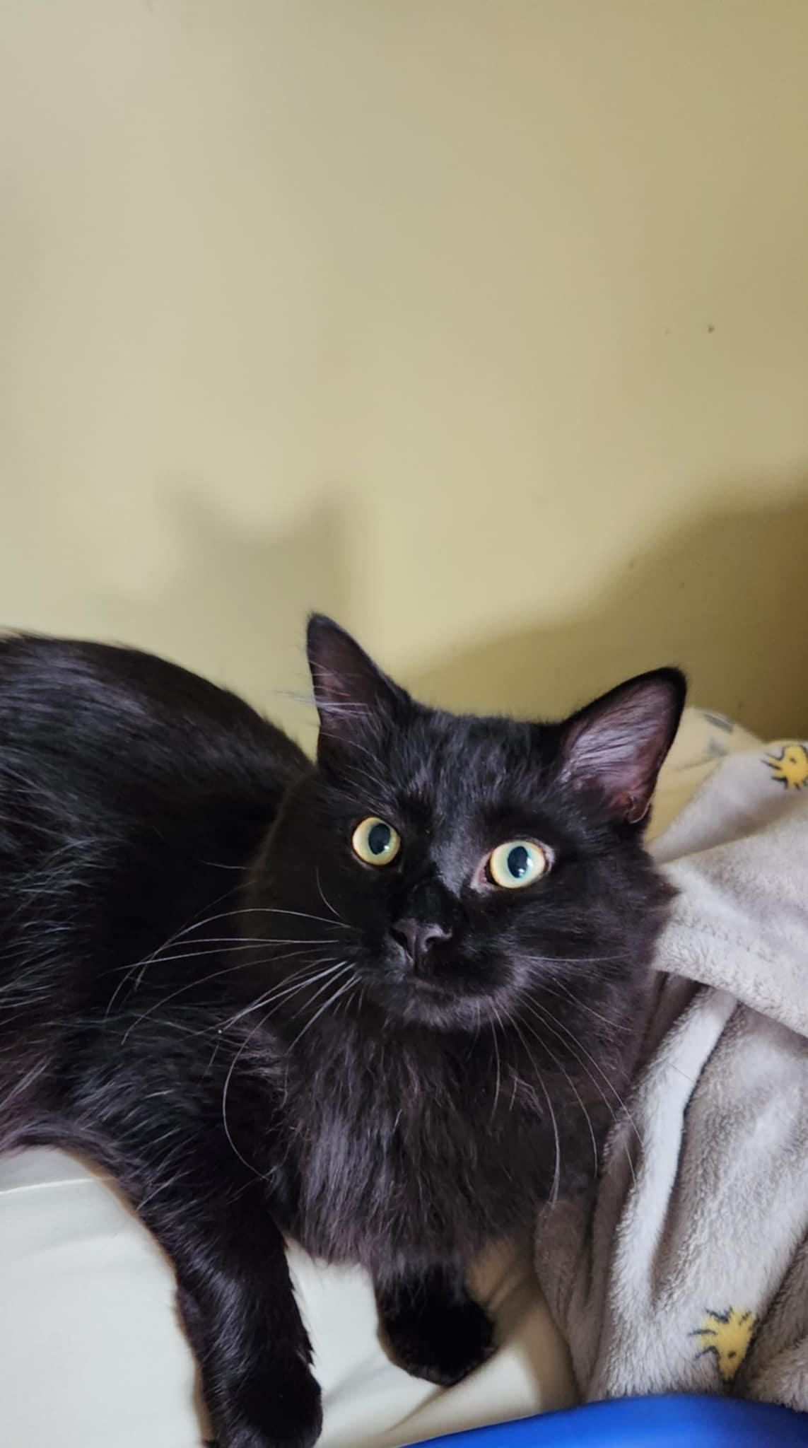 Loki & Leevon (bonded brothers), a Adoptable mixed breed in Ann Arbor, MI image 2/6